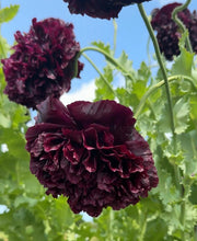 Poppy Black Peony - REGN