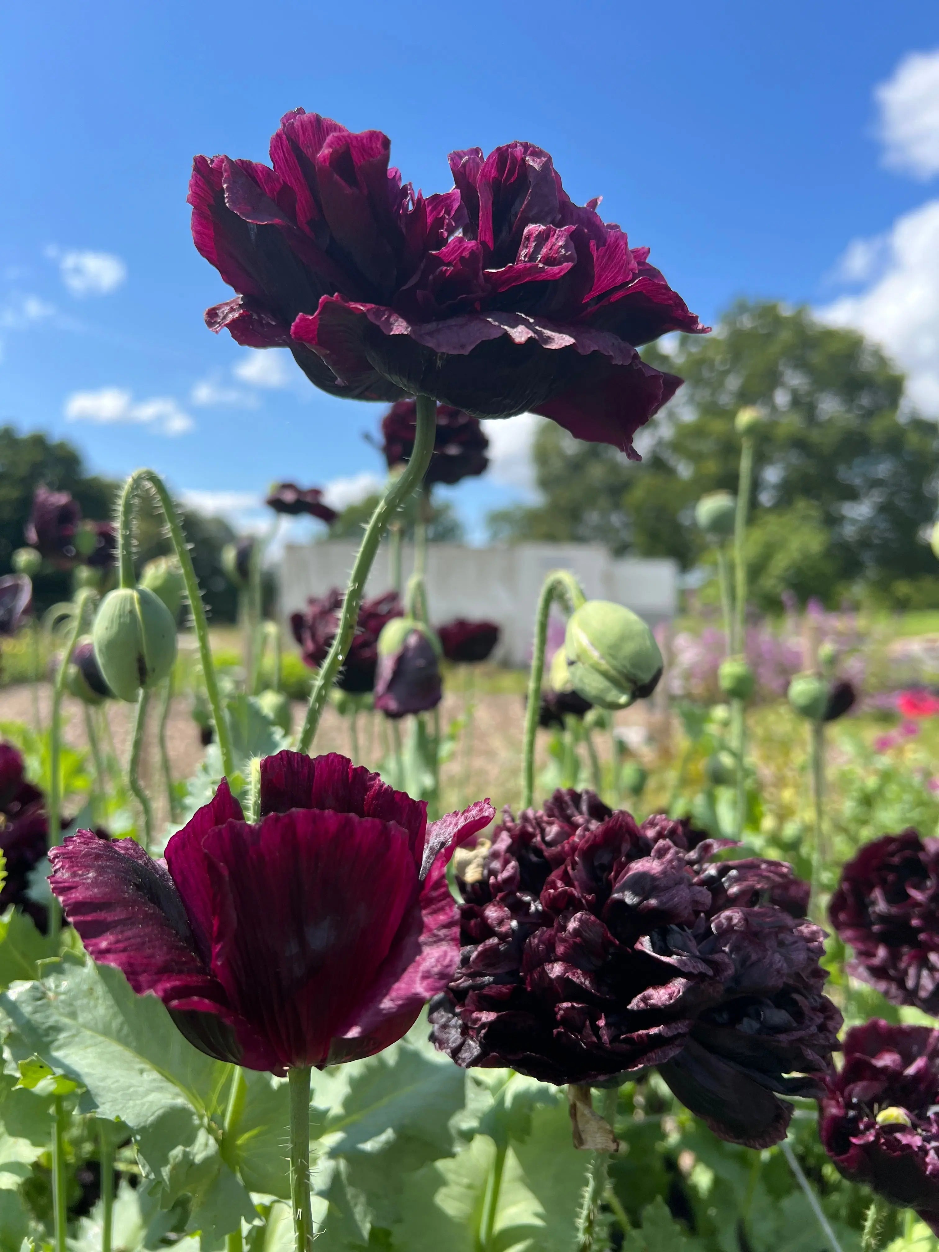 Poppy Black Peony - REGN