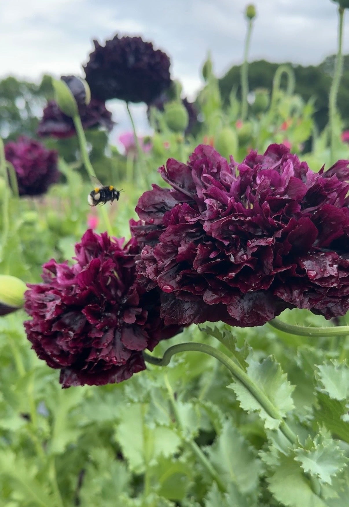 Poppy Black Peony - REGN