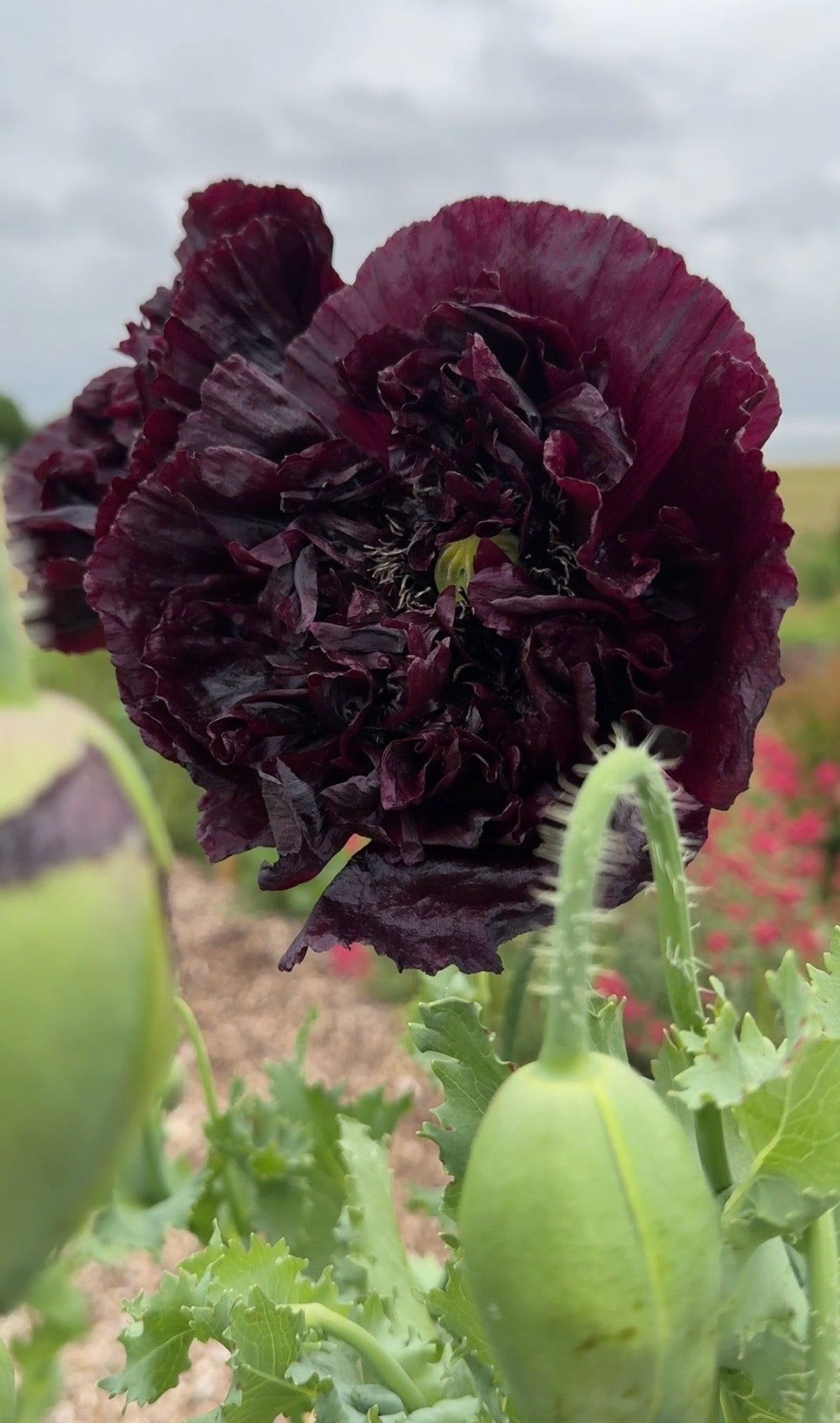 Poppy Black Peony - REGN