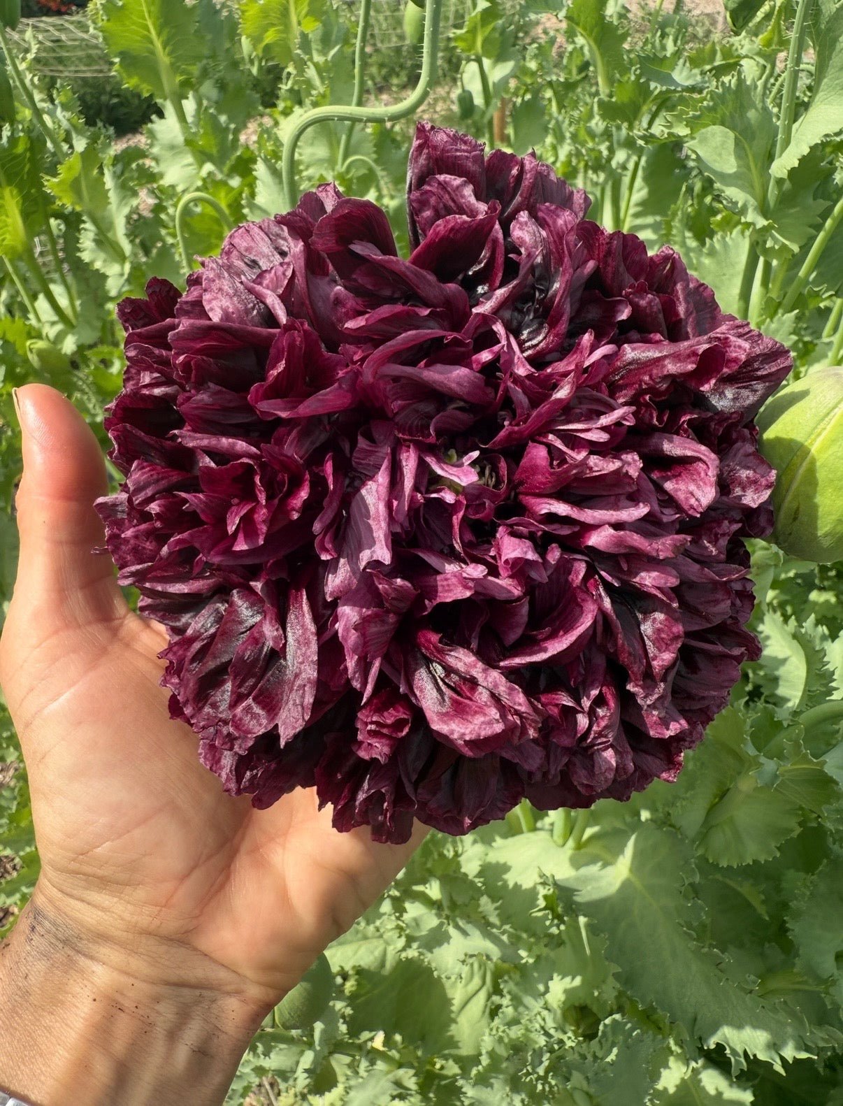 Poppy Black Peony - REGN