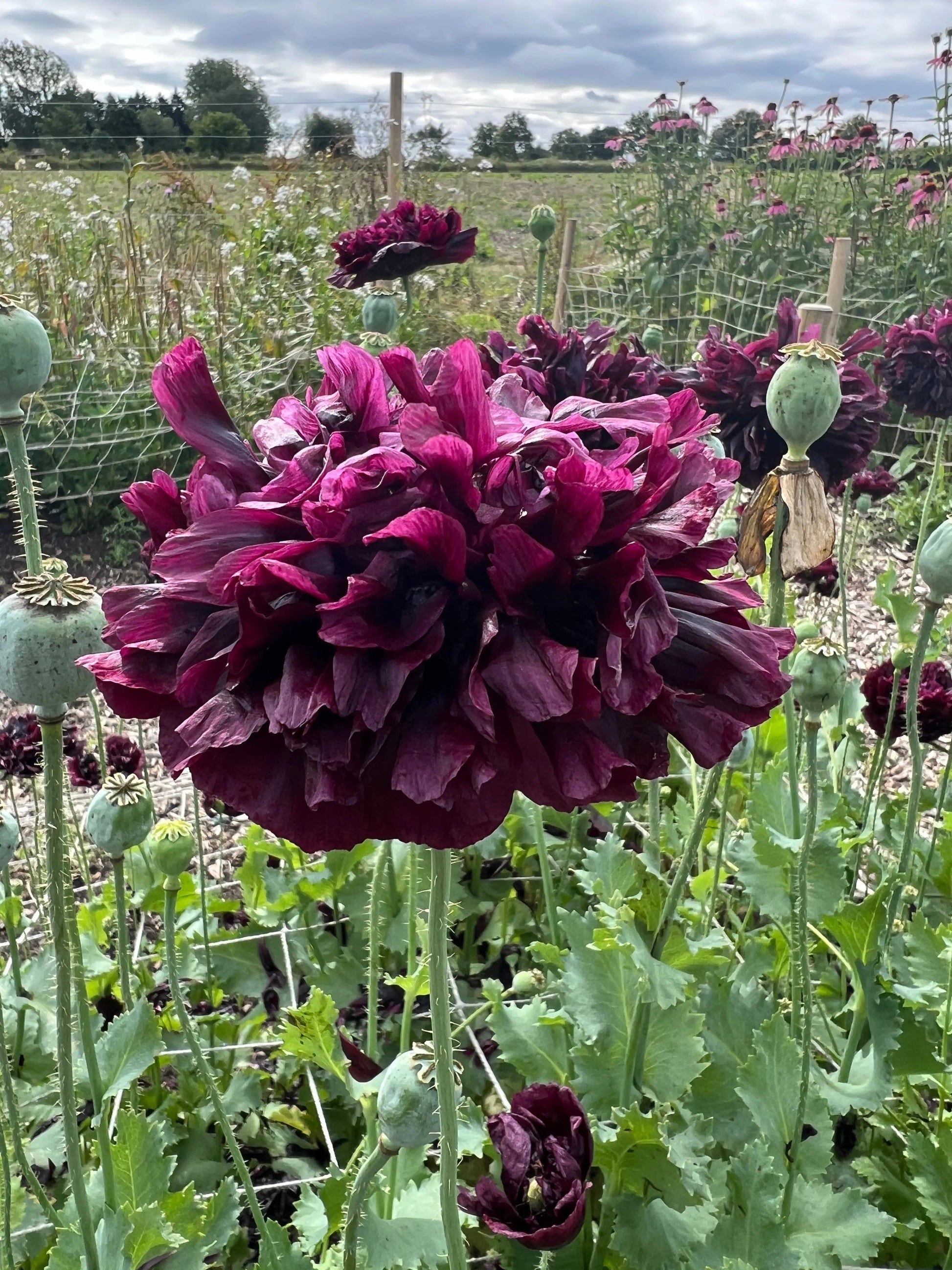 Poppy Black Peony - REGN