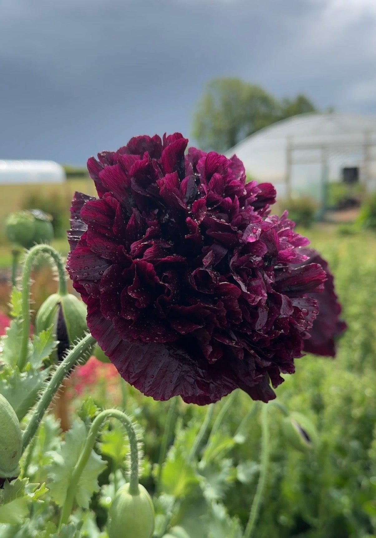 Poppy Black Peony - REGN