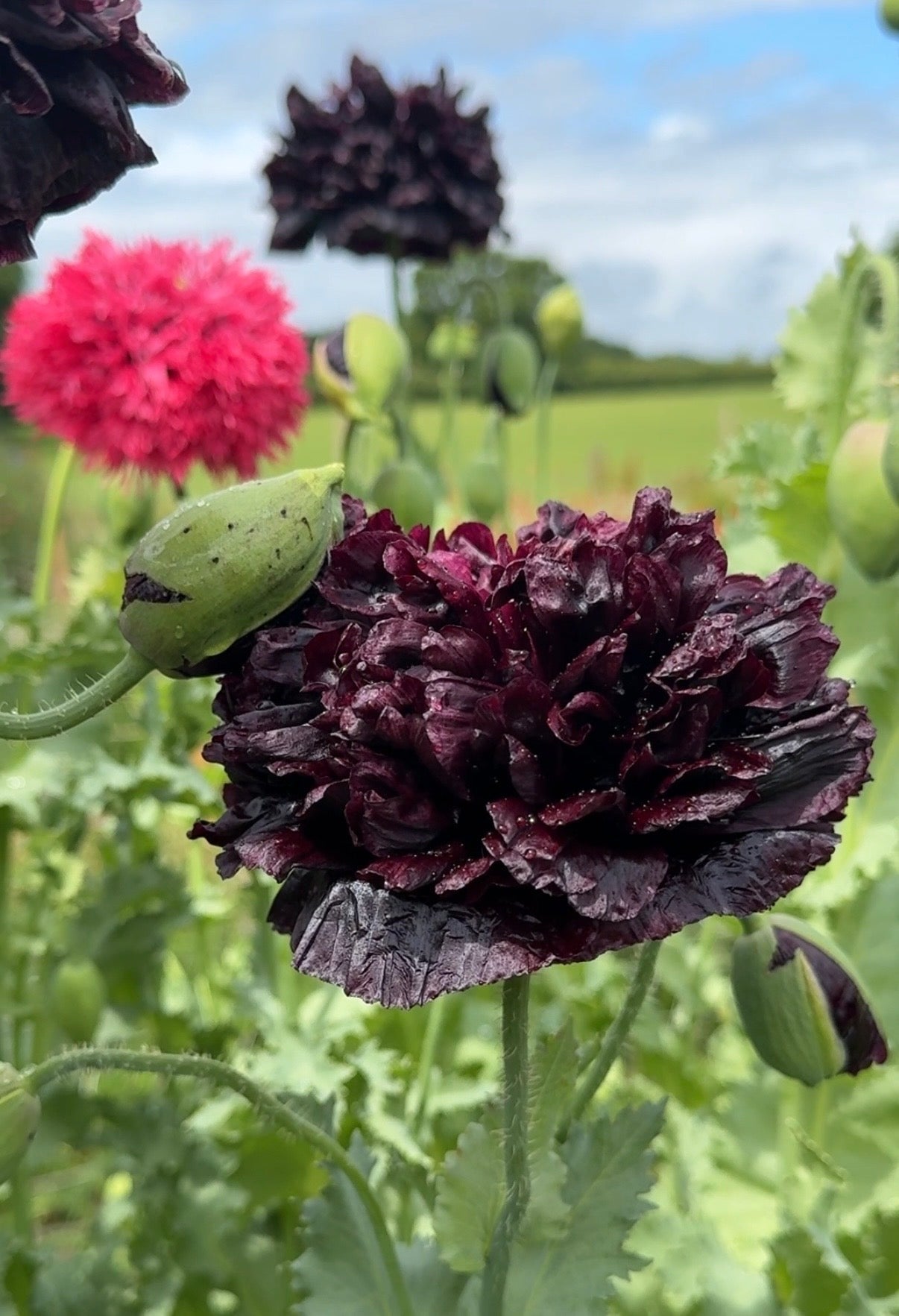 Poppy Black Peony - REGN