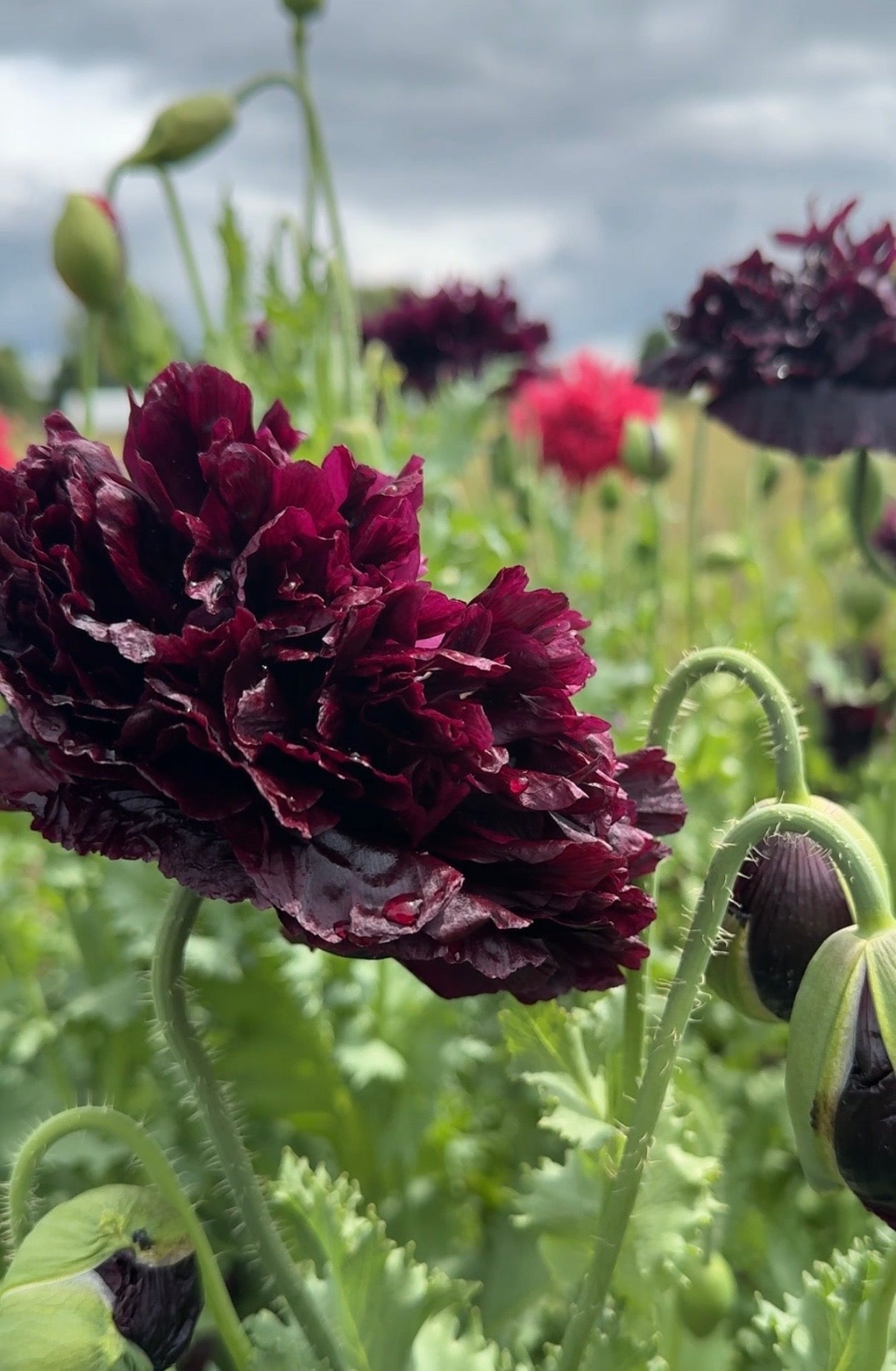 Poppy Black Peony - REGN