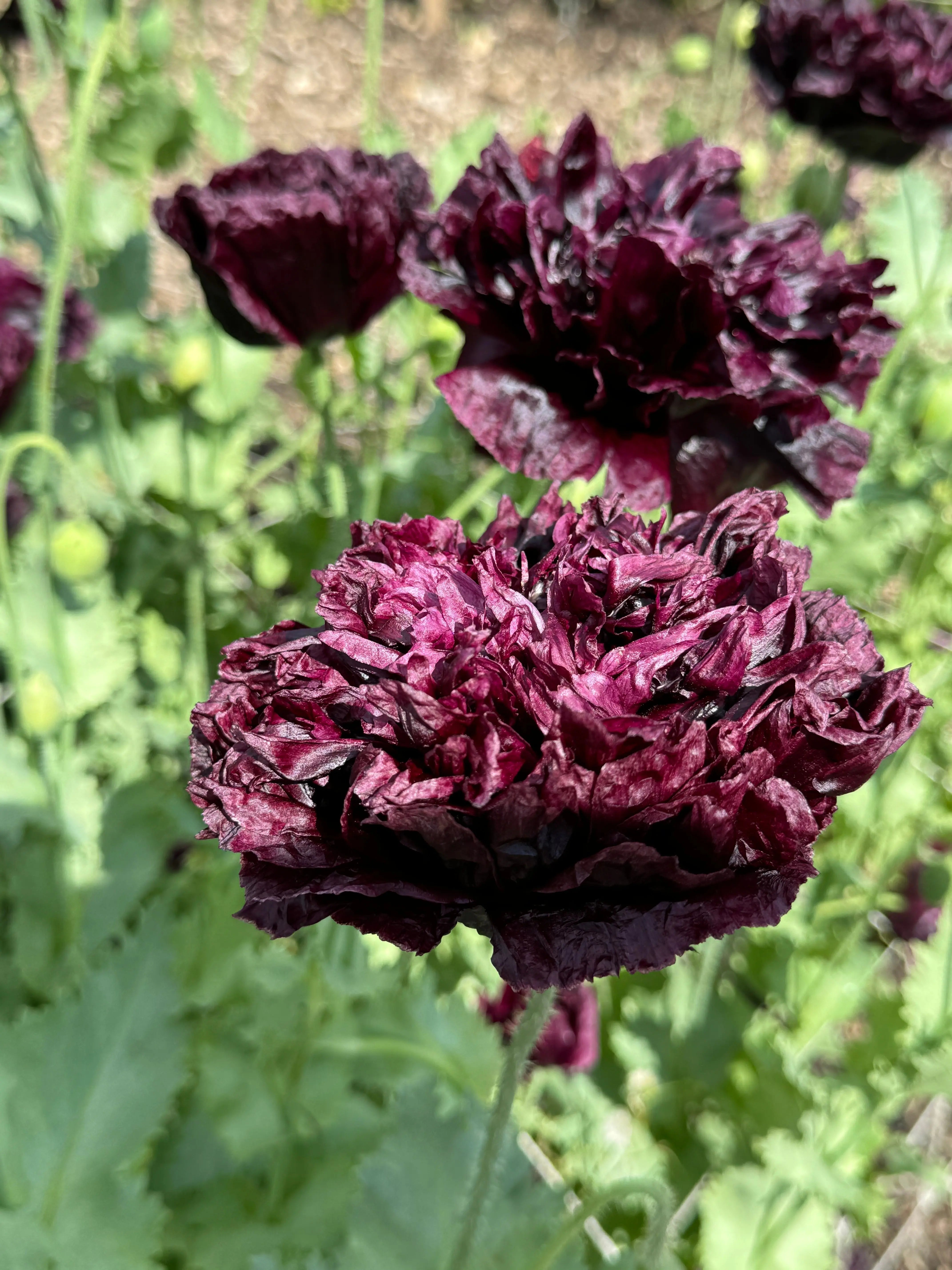Poppy Black Peony - REGN