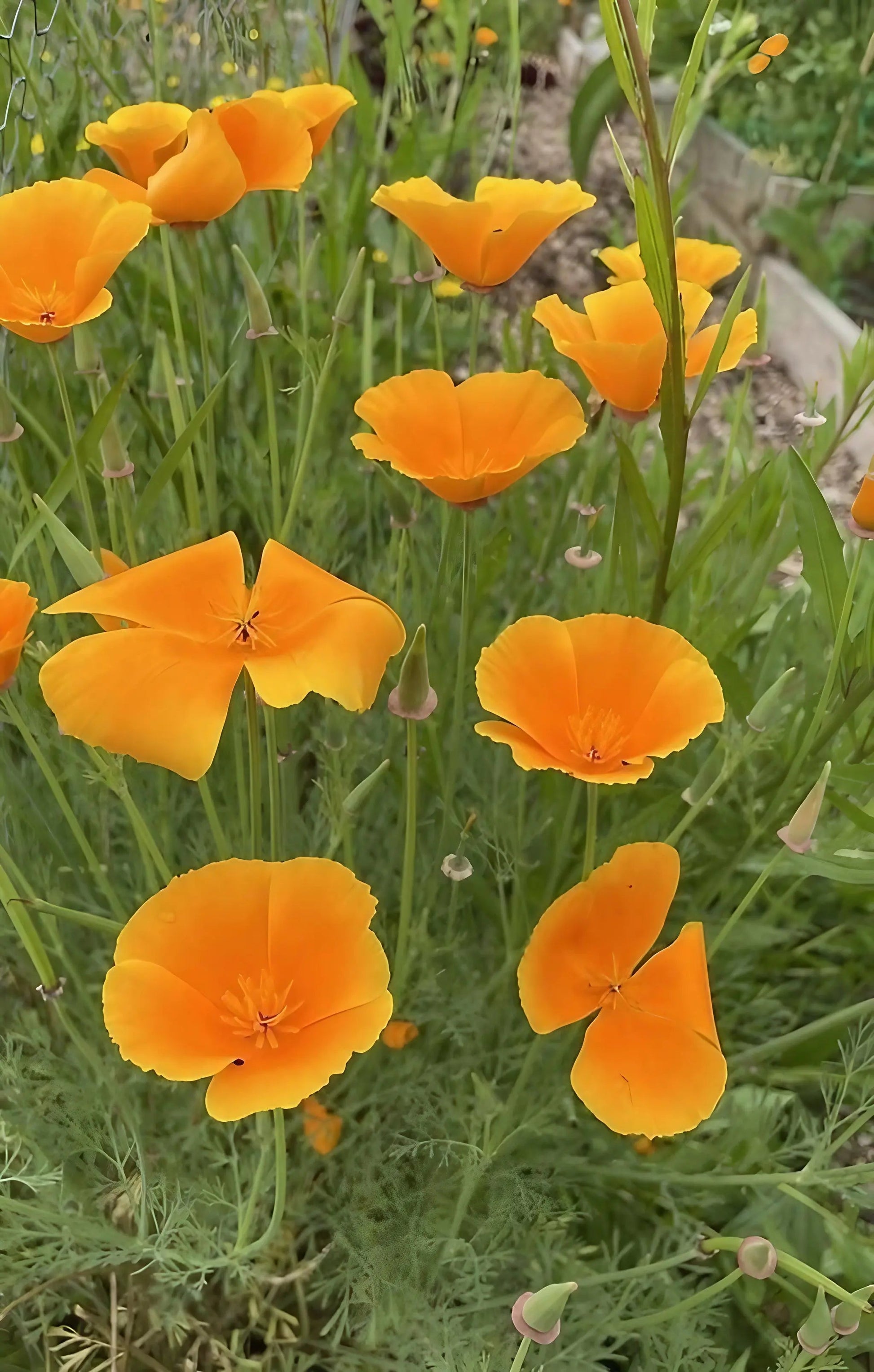 Poppy Californian Golden West - REGN