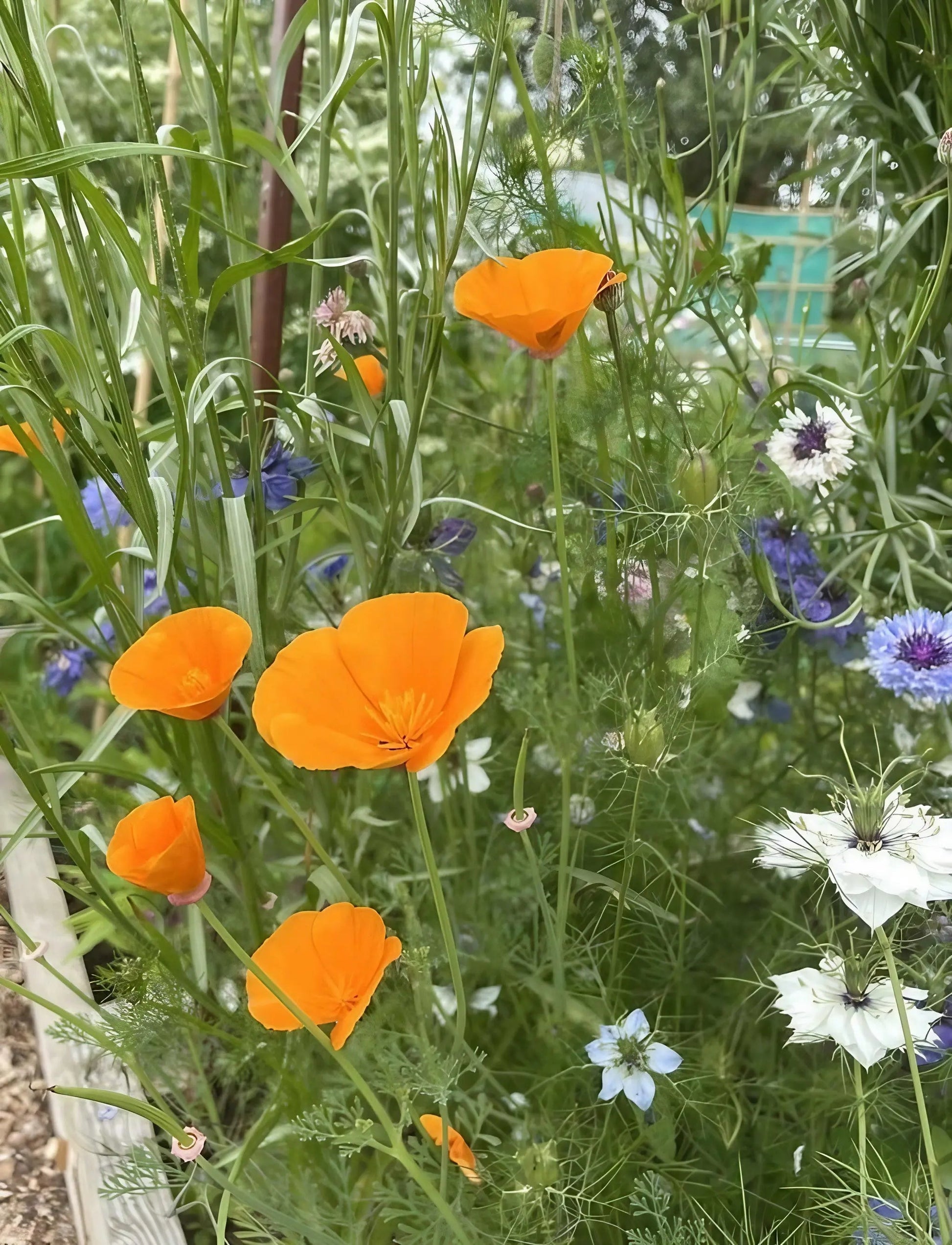 Poppy Californian Golden West - REGN