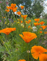 Poppy Californian Golden West - REGN