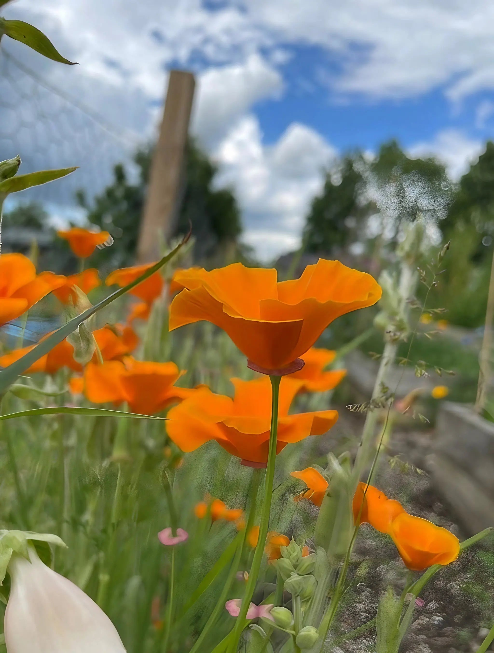 Poppy Californian Golden West - REGN