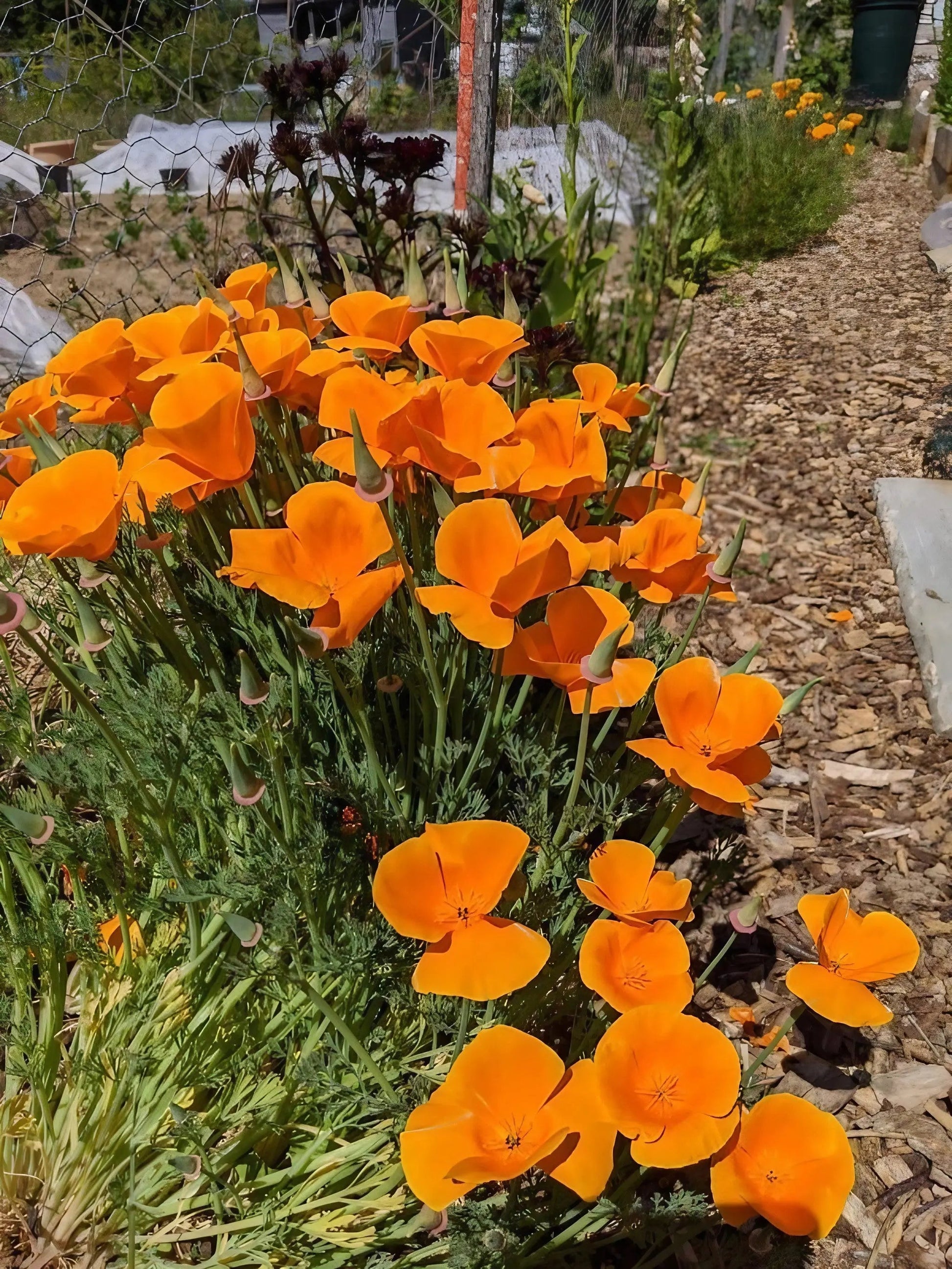 Poppy Californian Golden West - REGN