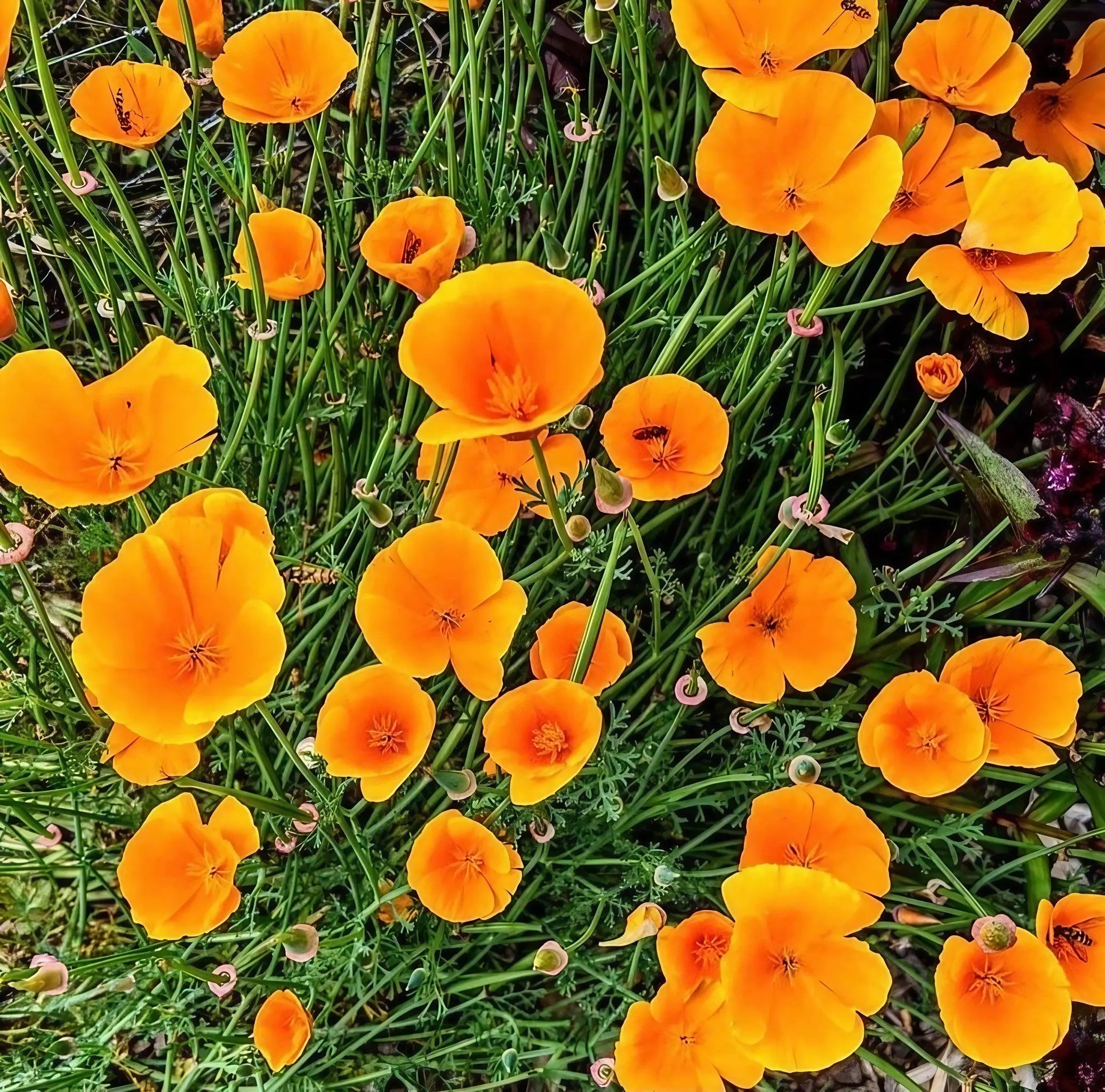 Poppy Californian Golden West - REGN