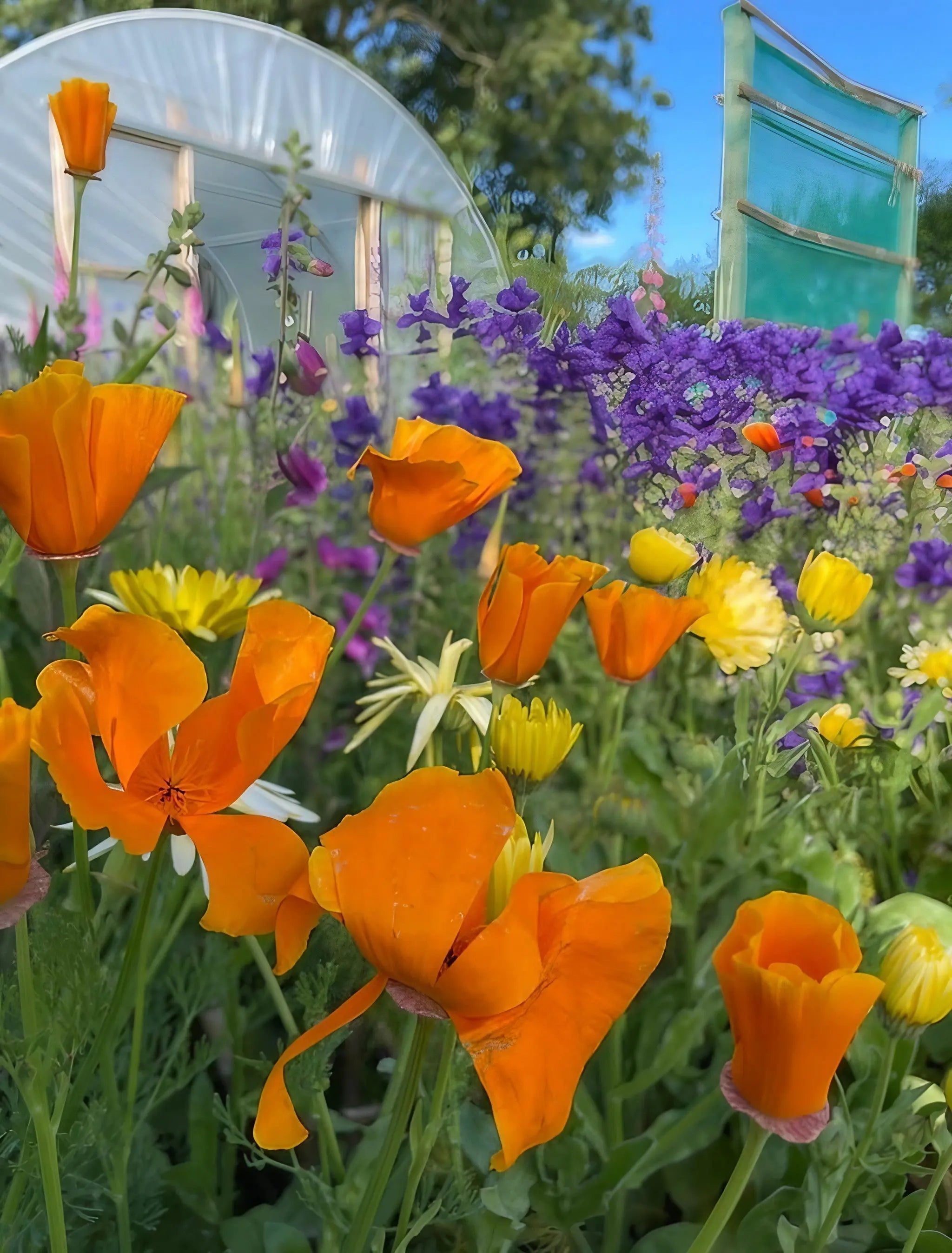 Poppy Californian Golden West - REGN