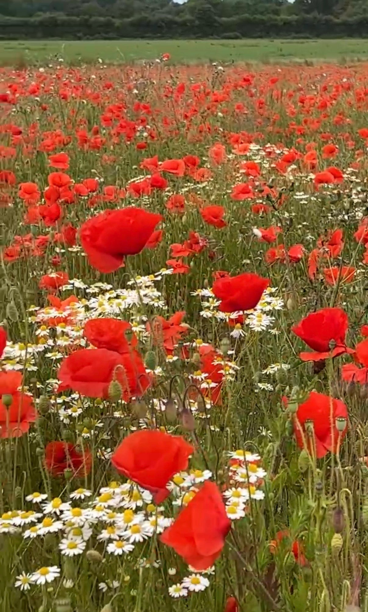 Poppy Flanders Red - REGN