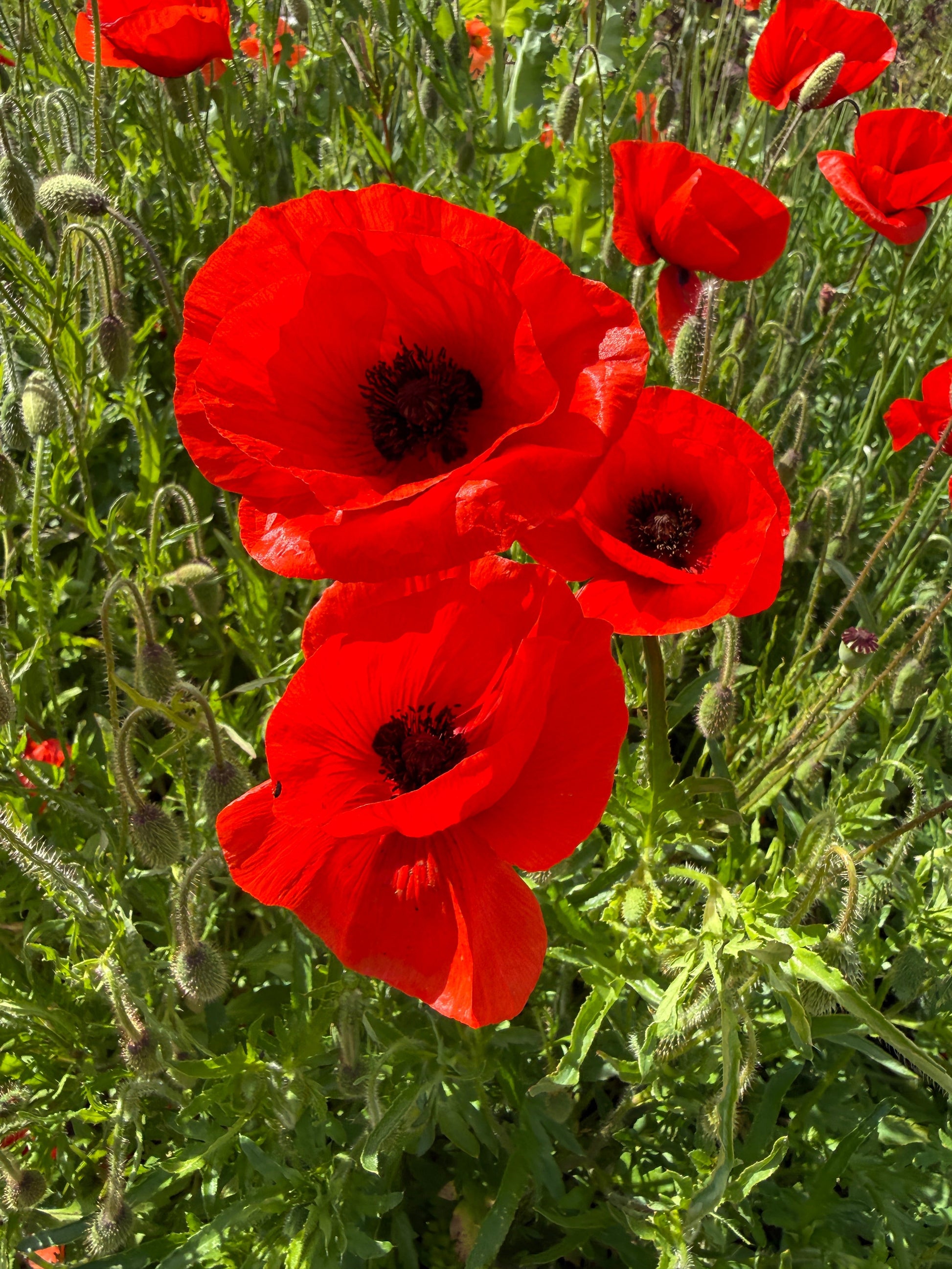 Poppy Flanders Red - REGN