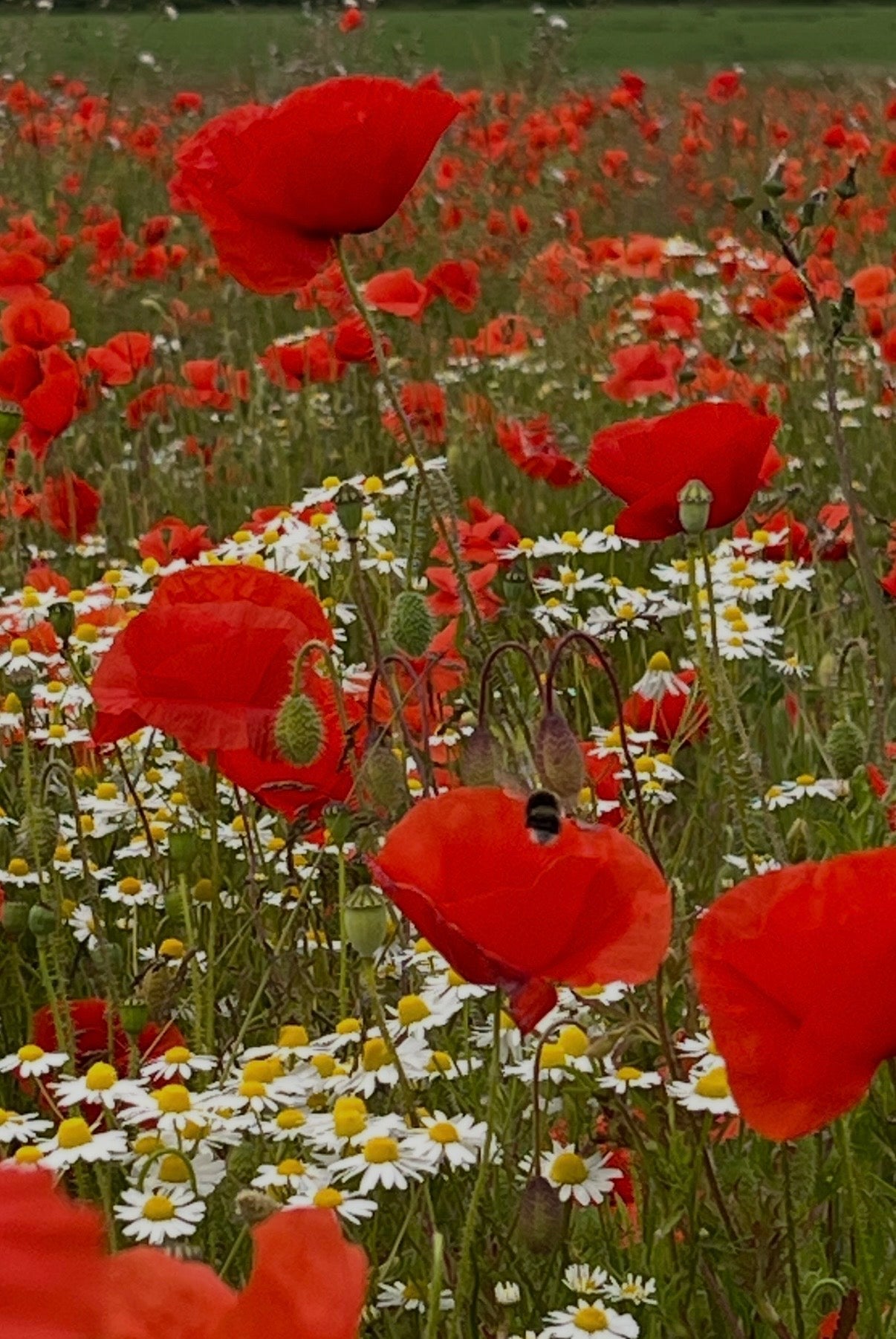 Poppy Flanders Red - REGN
