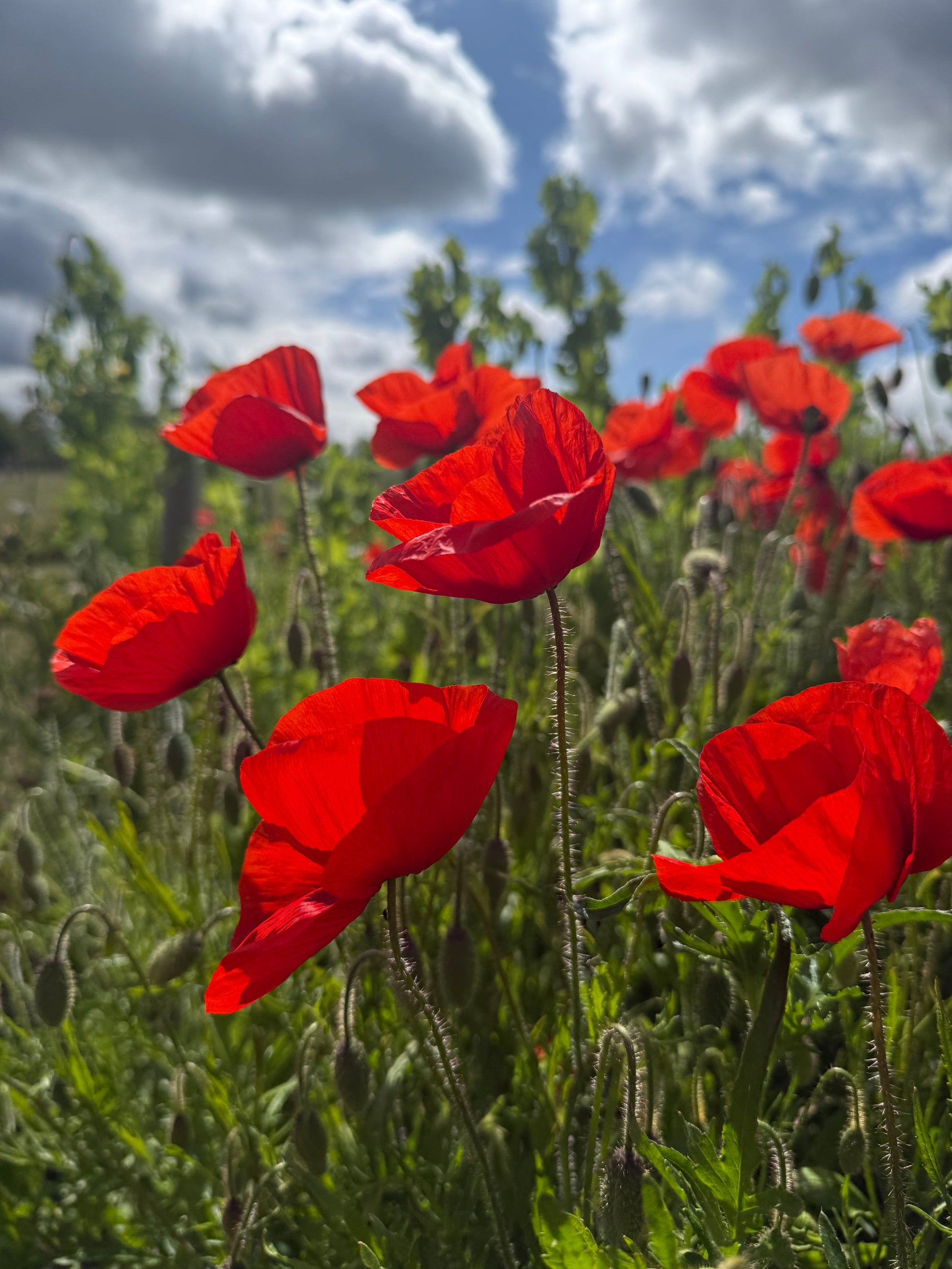 Poppy Flanders Red - REGN