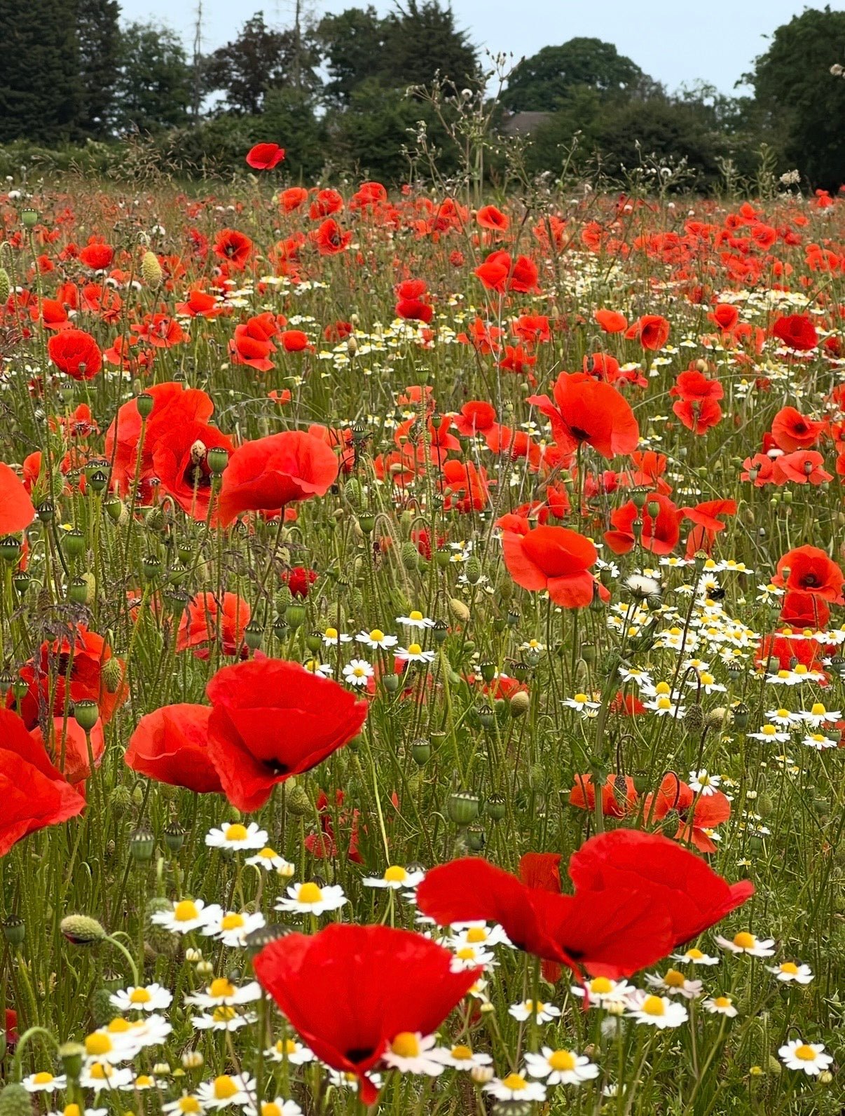 Poppy Flanders Red - REGN