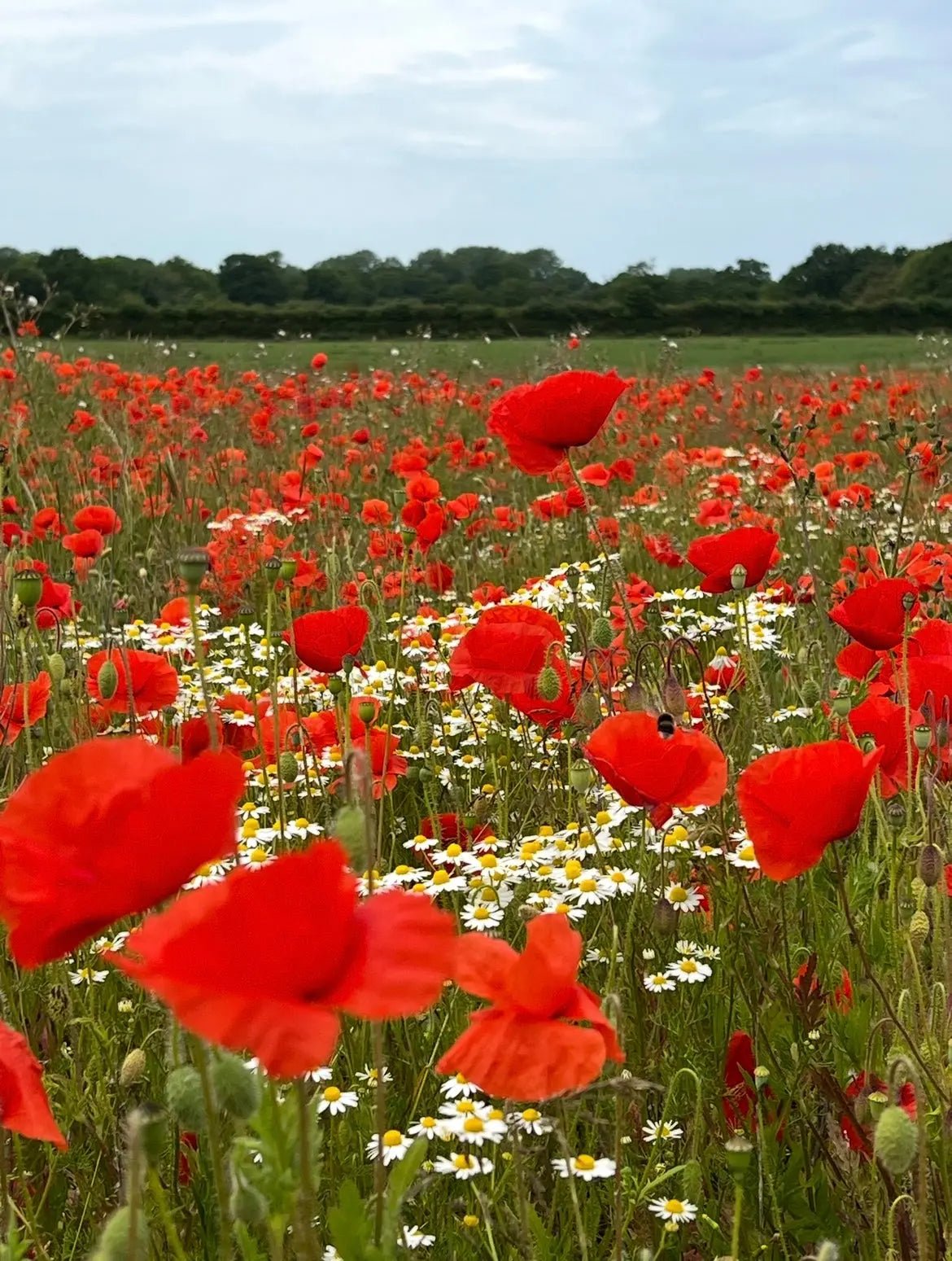 Poppy Flanders Red - REGN