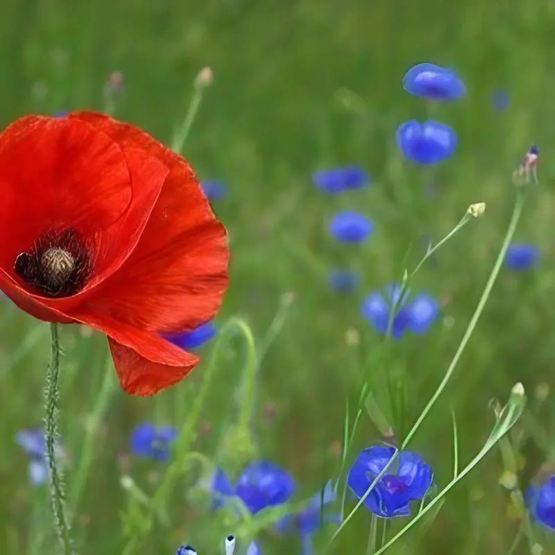 Poppy Flanders Red - REGN