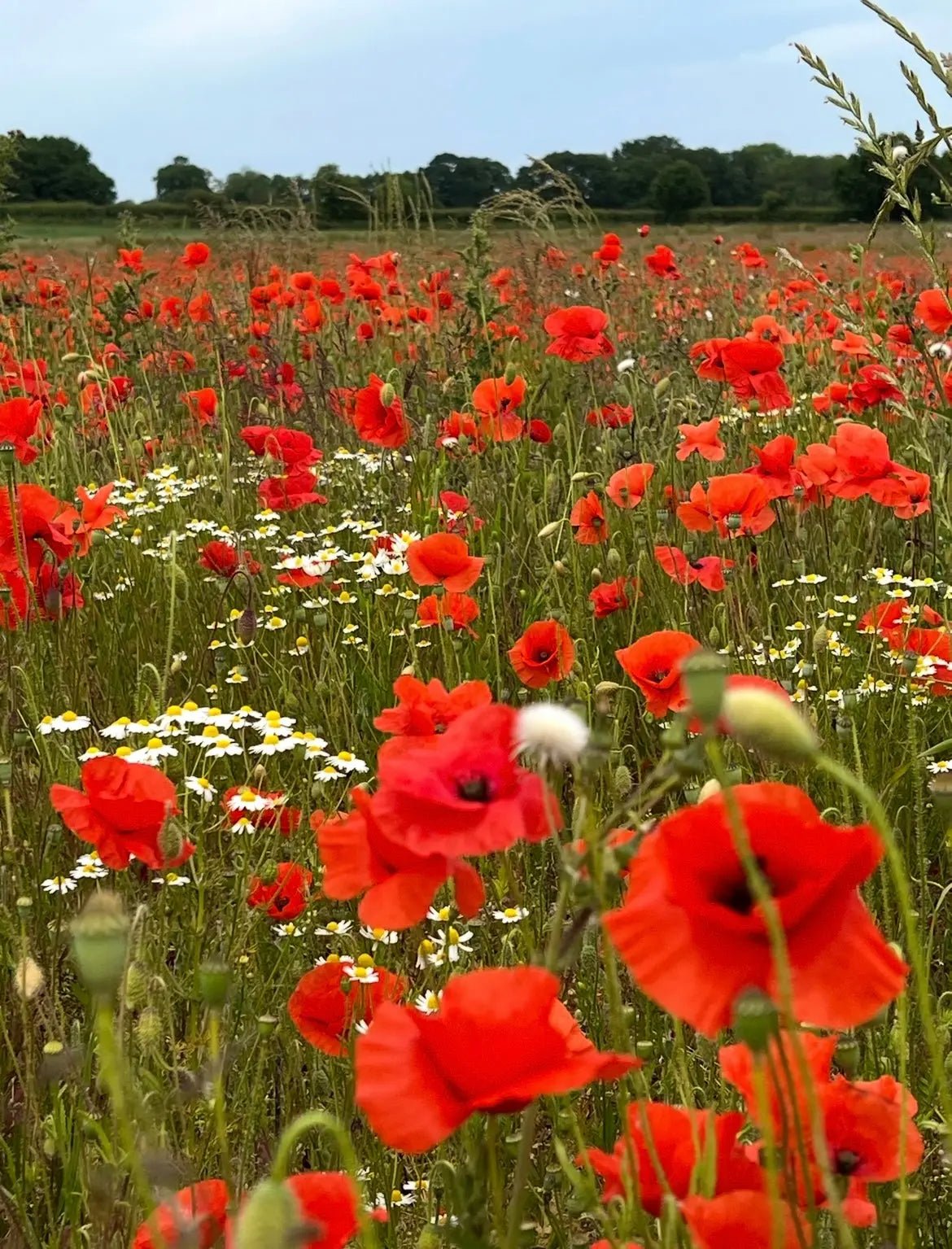 Poppy Flanders Red - REGN