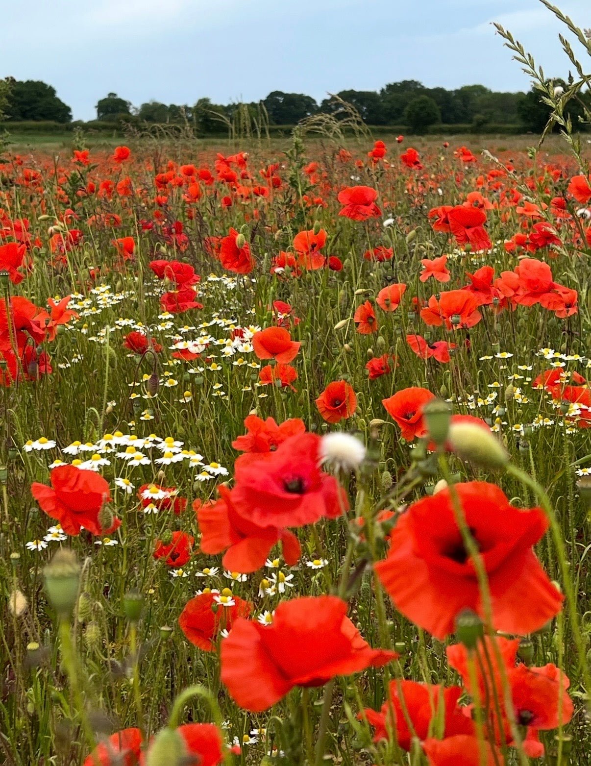 Poppy Flanders Red - REGN