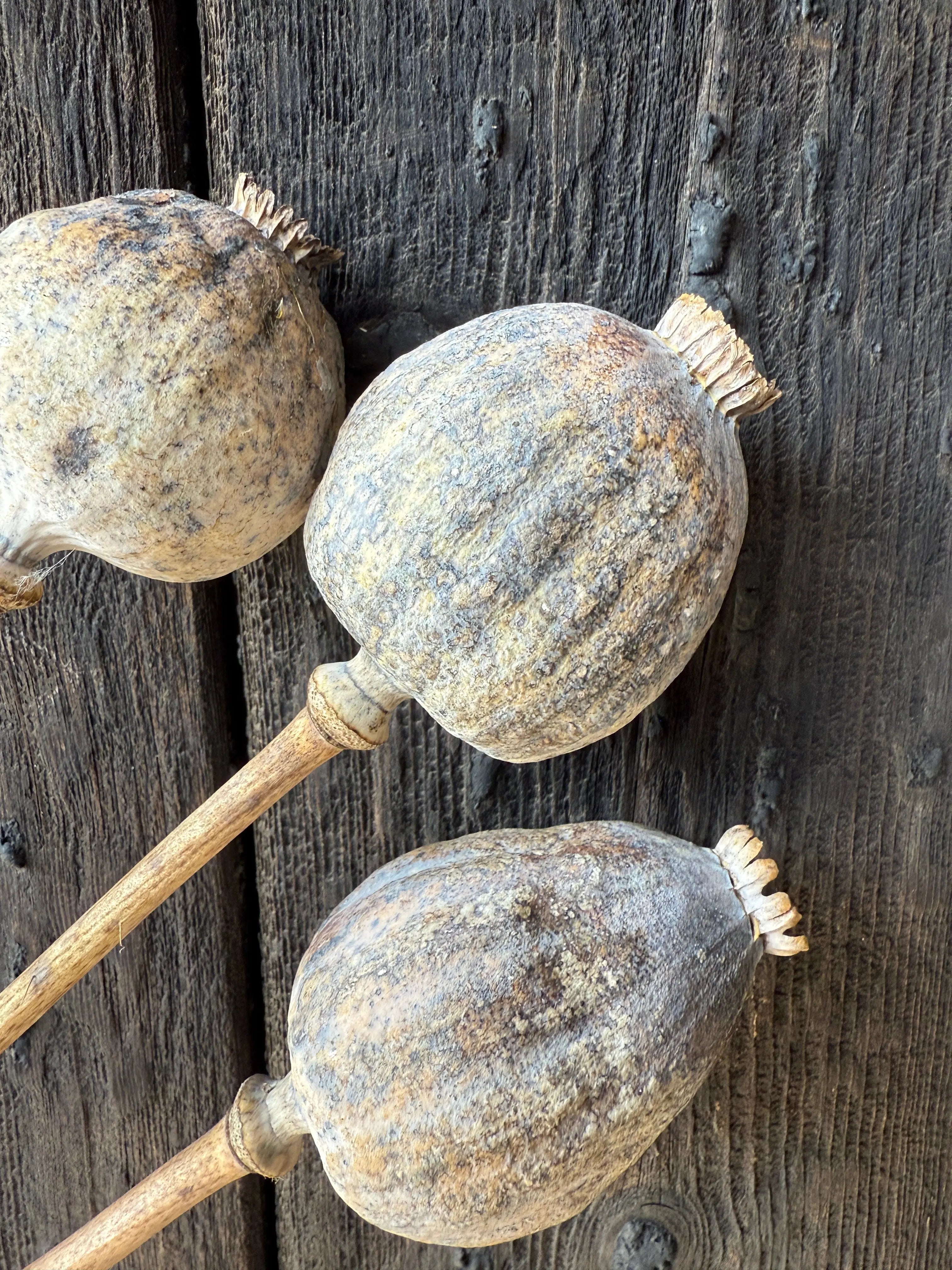 Poppy Heads Dried (Giant) - REGN