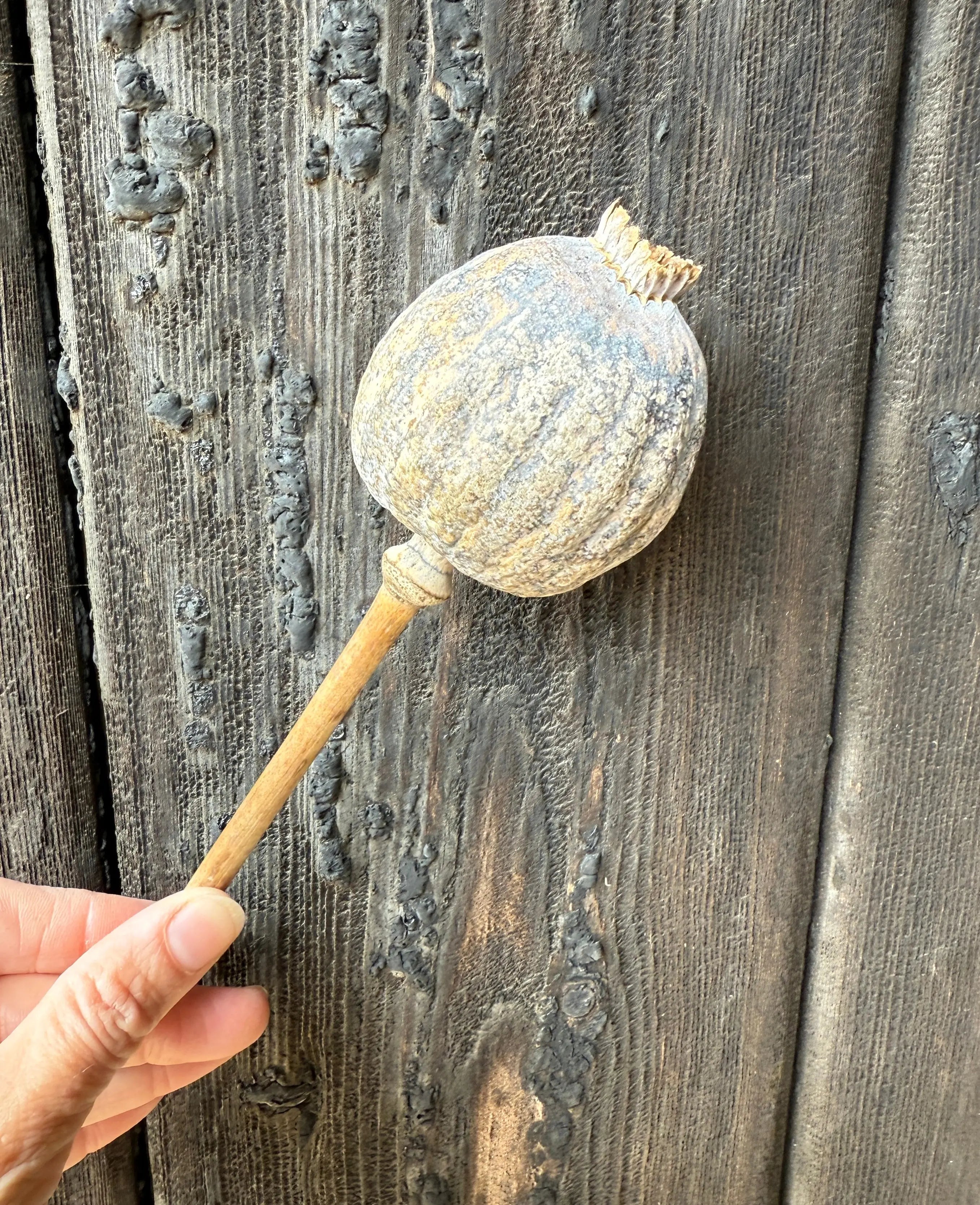 Poppy Heads Dried (Giant) - REGN
