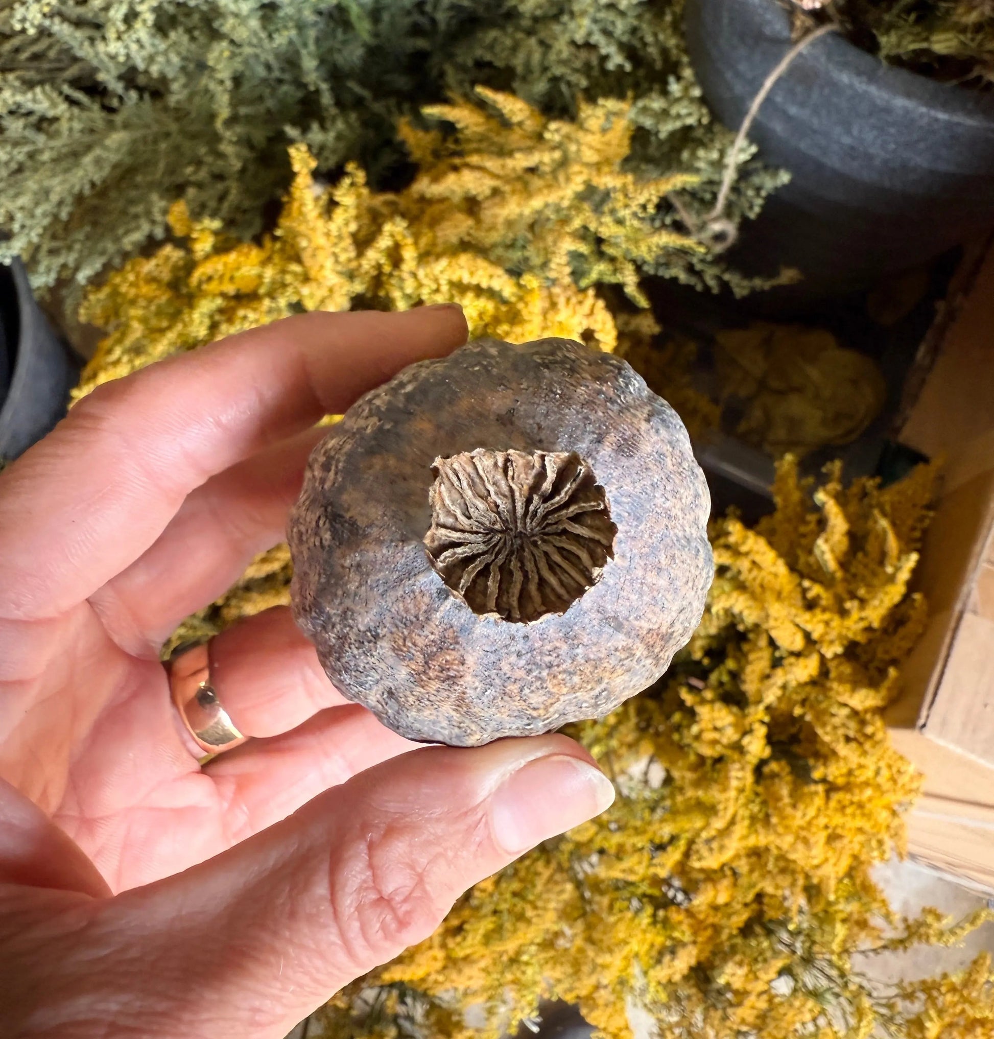 Poppy Heads Dried (Giant) - REGN