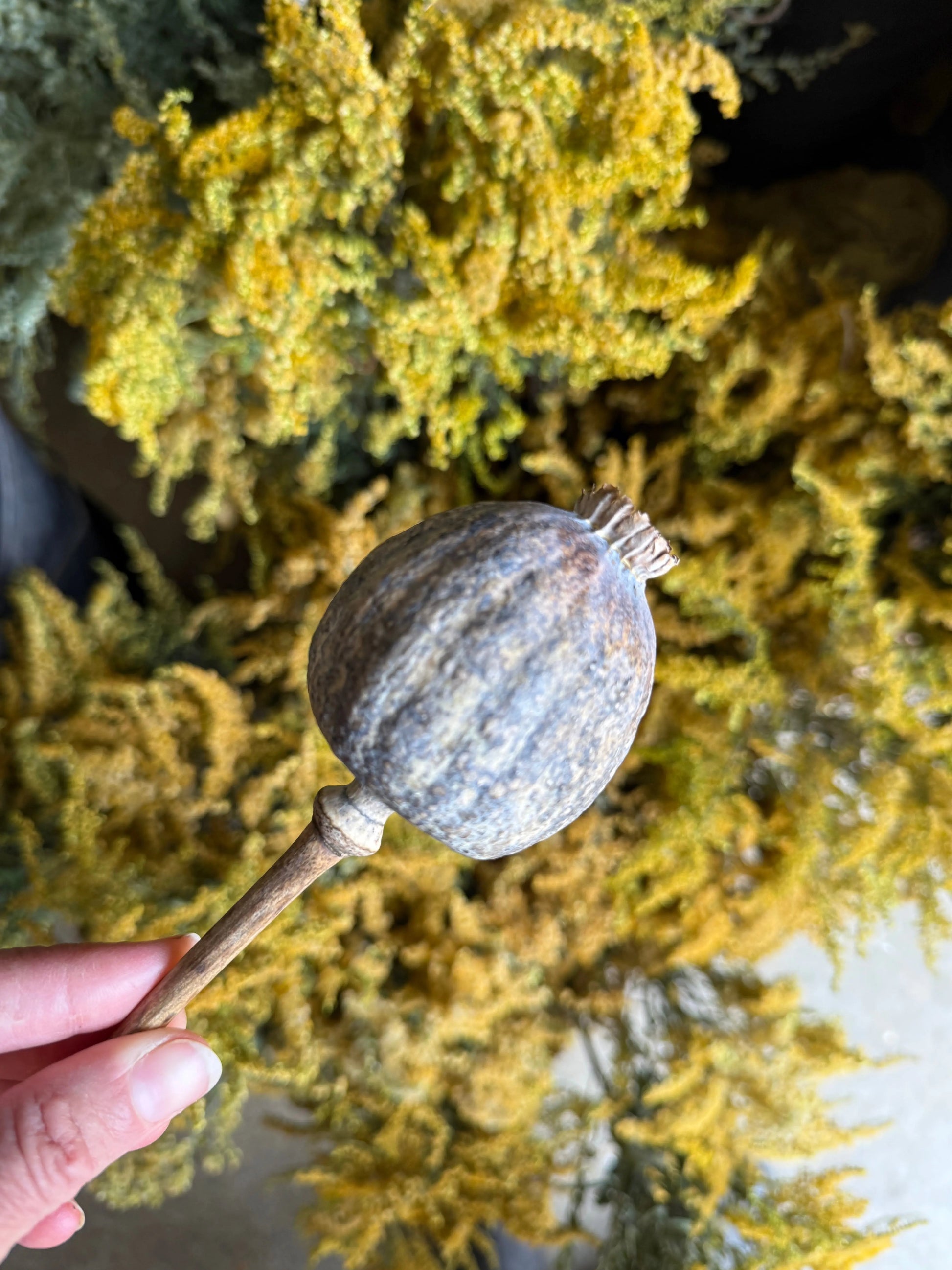 Poppy Heads Dried (Giant) - REGN