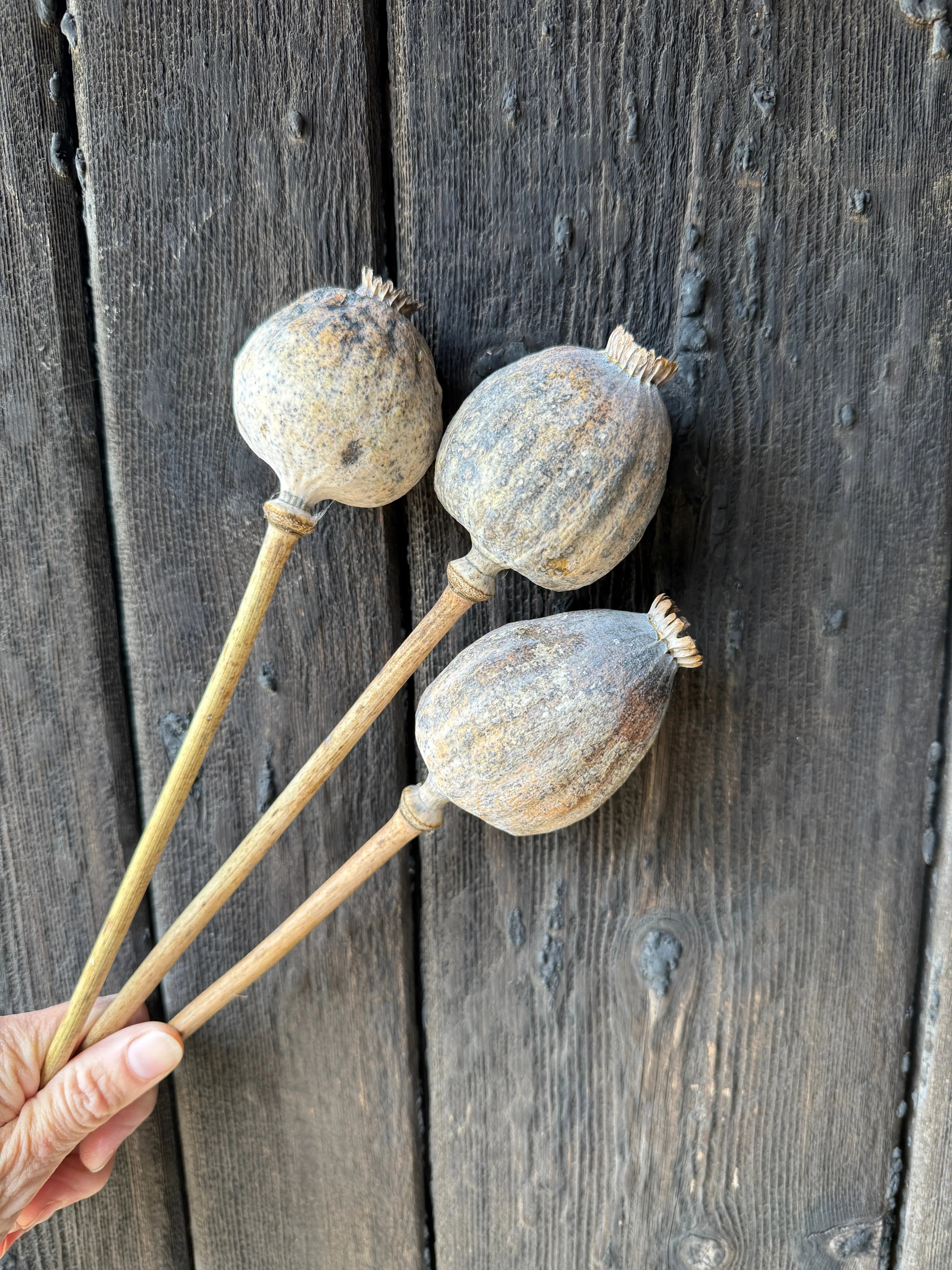 Poppy Heads Dried (Giant) - REGN