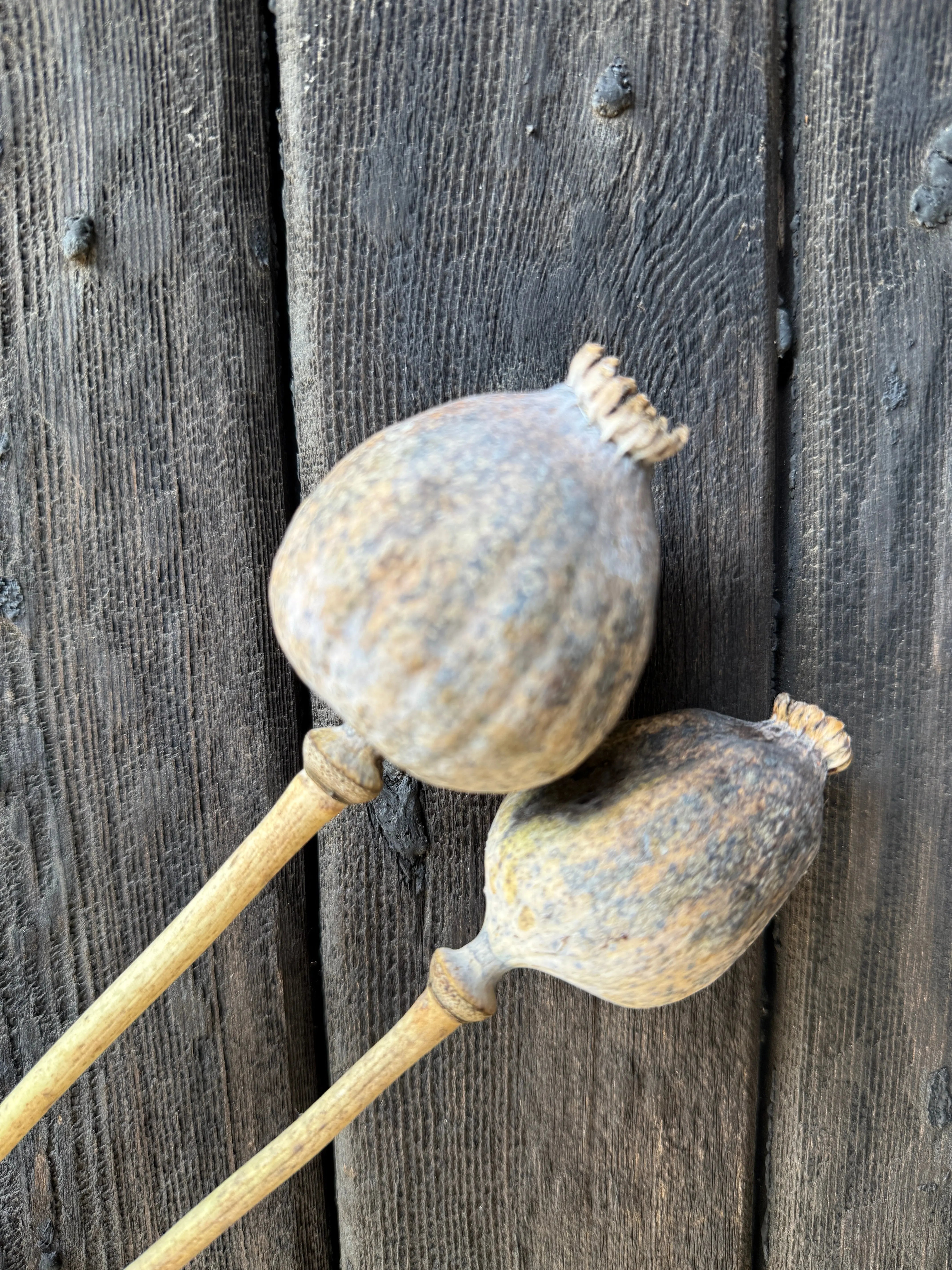 Poppy Heads Dried (Giant) - REGN