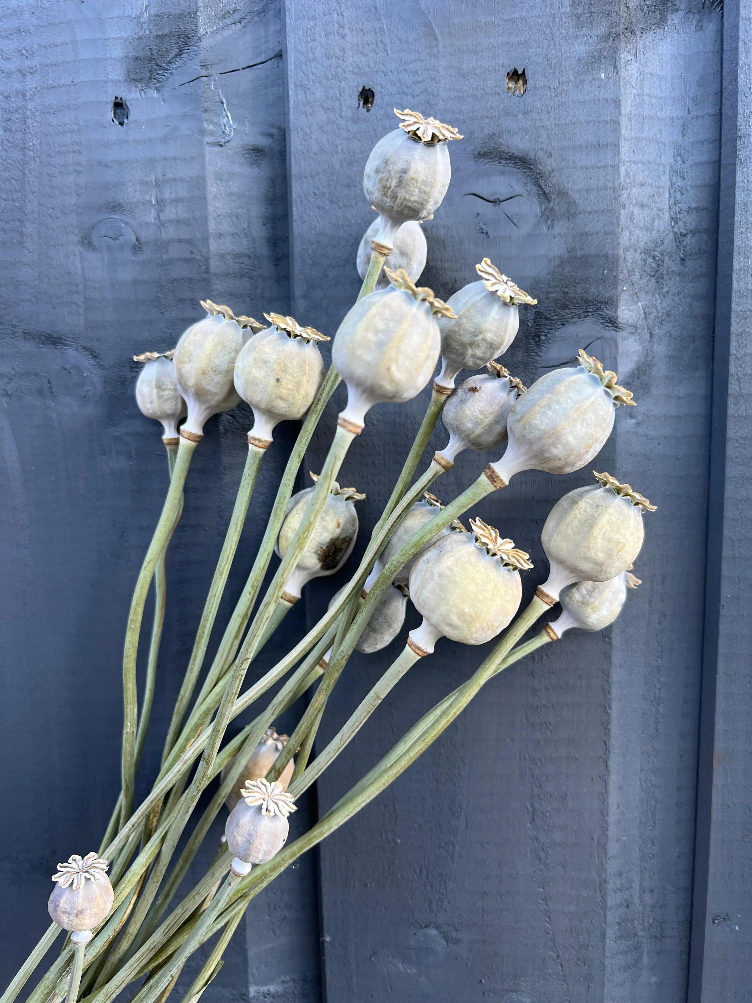 Poppy Heads Dried (Large) - REGN