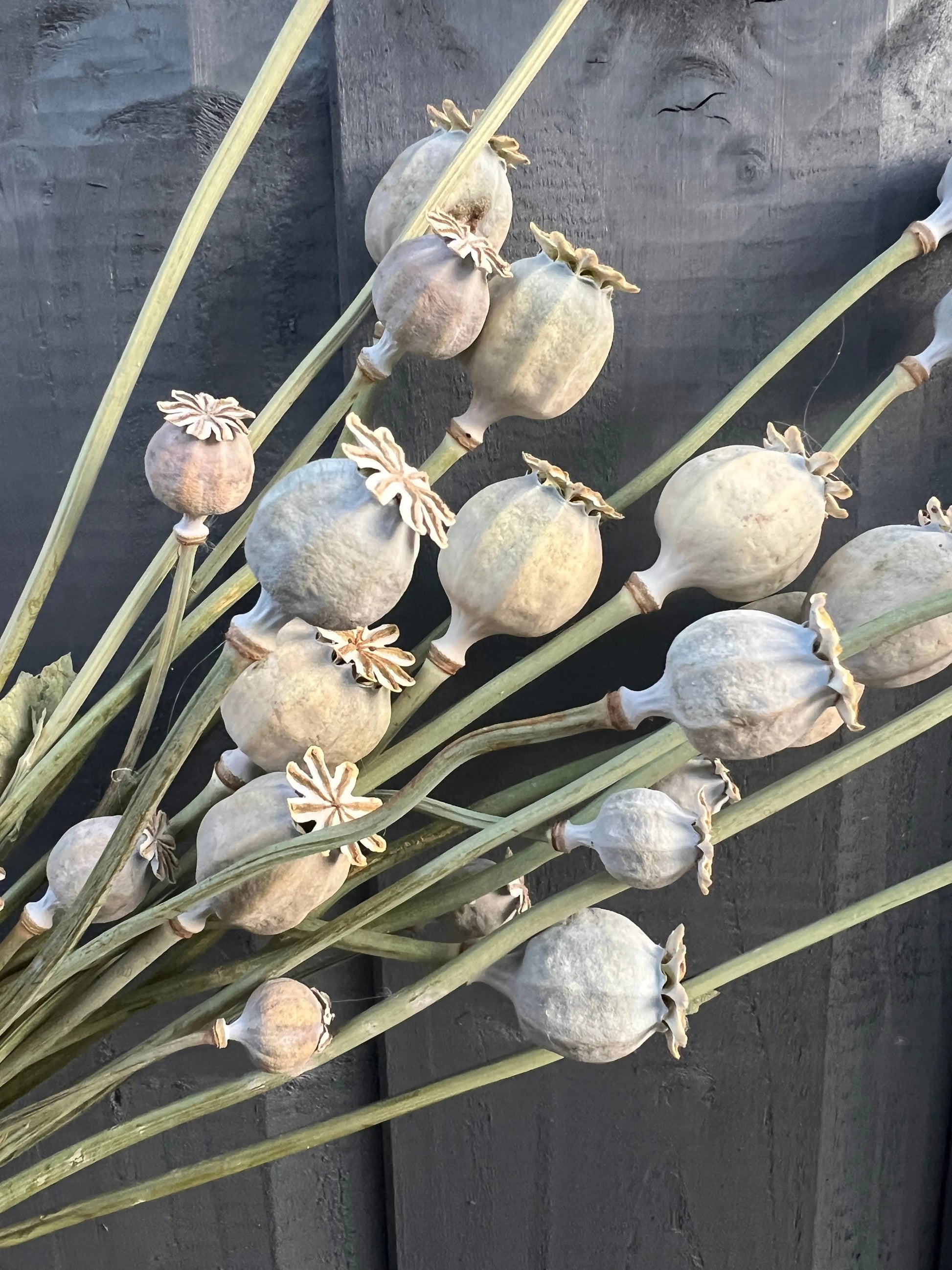 Poppy Heads Dried (Large) - REGN