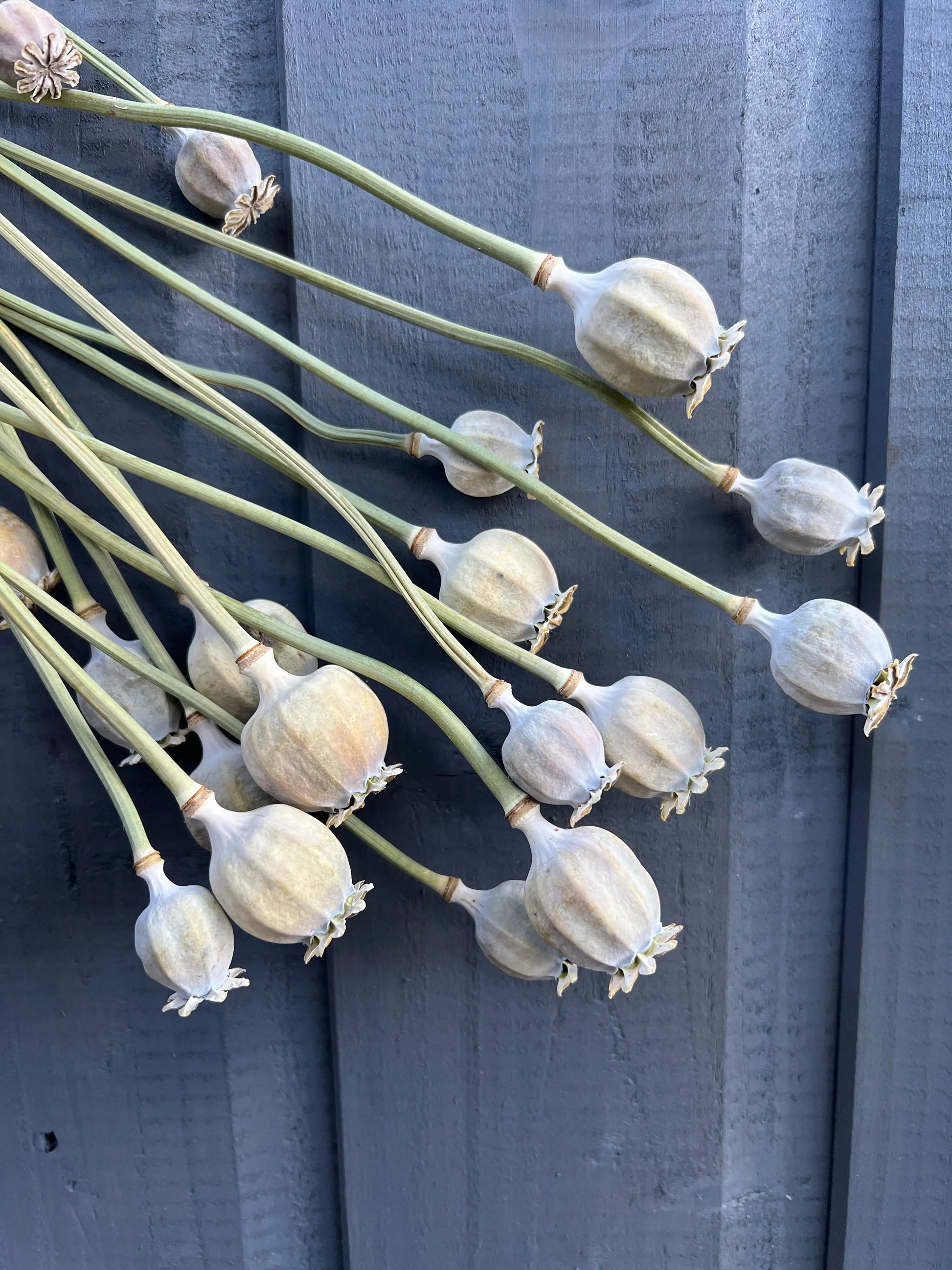 Poppy Heads Dried (Large) - REGN