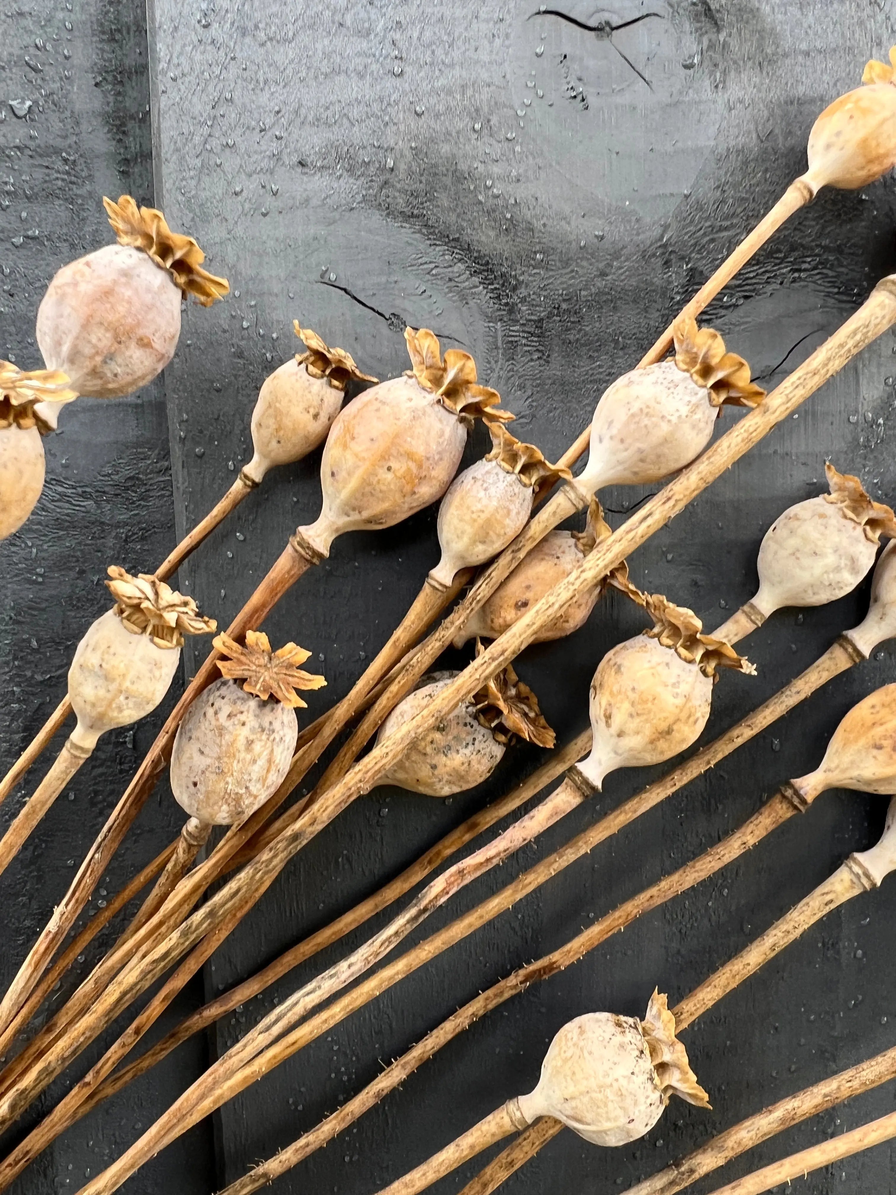 Poppy Heads Dried (Small) - REGN