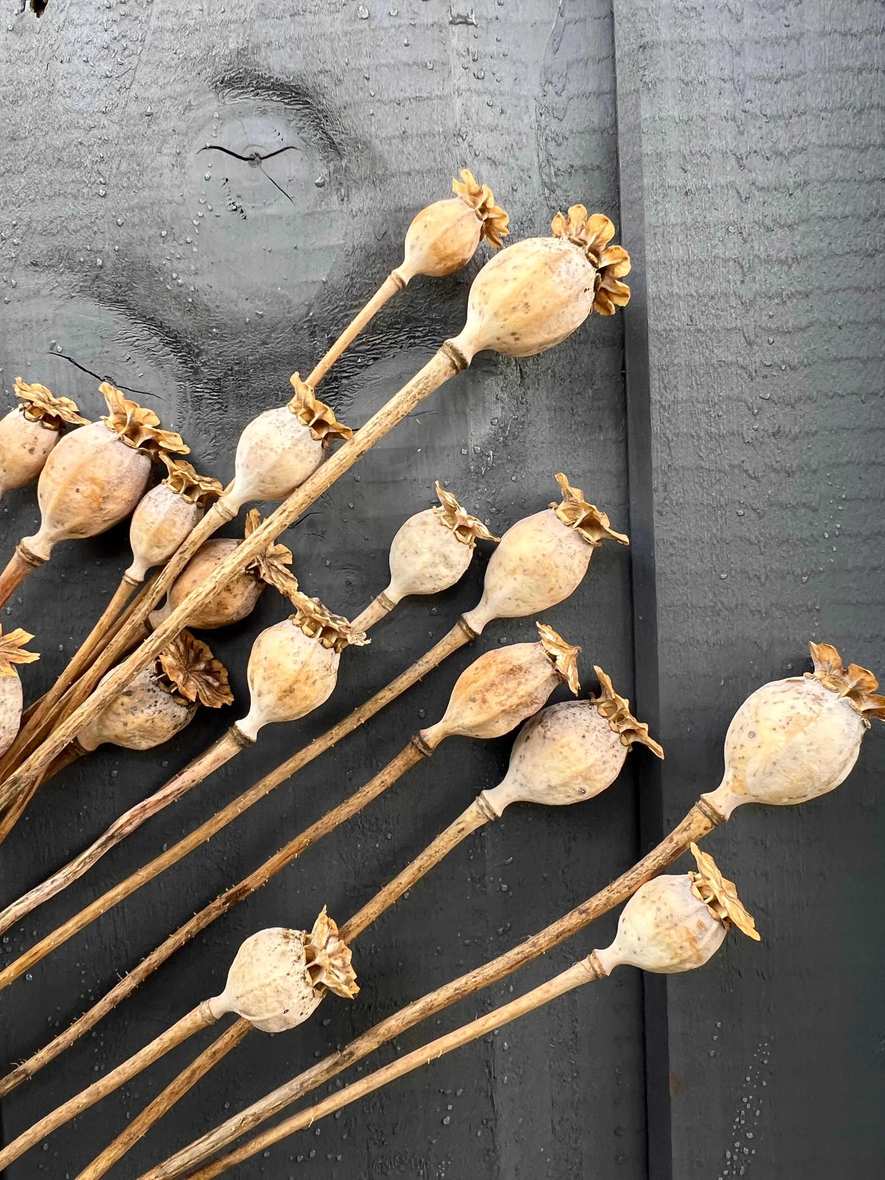 Poppy Heads Dried (Small) - REGN