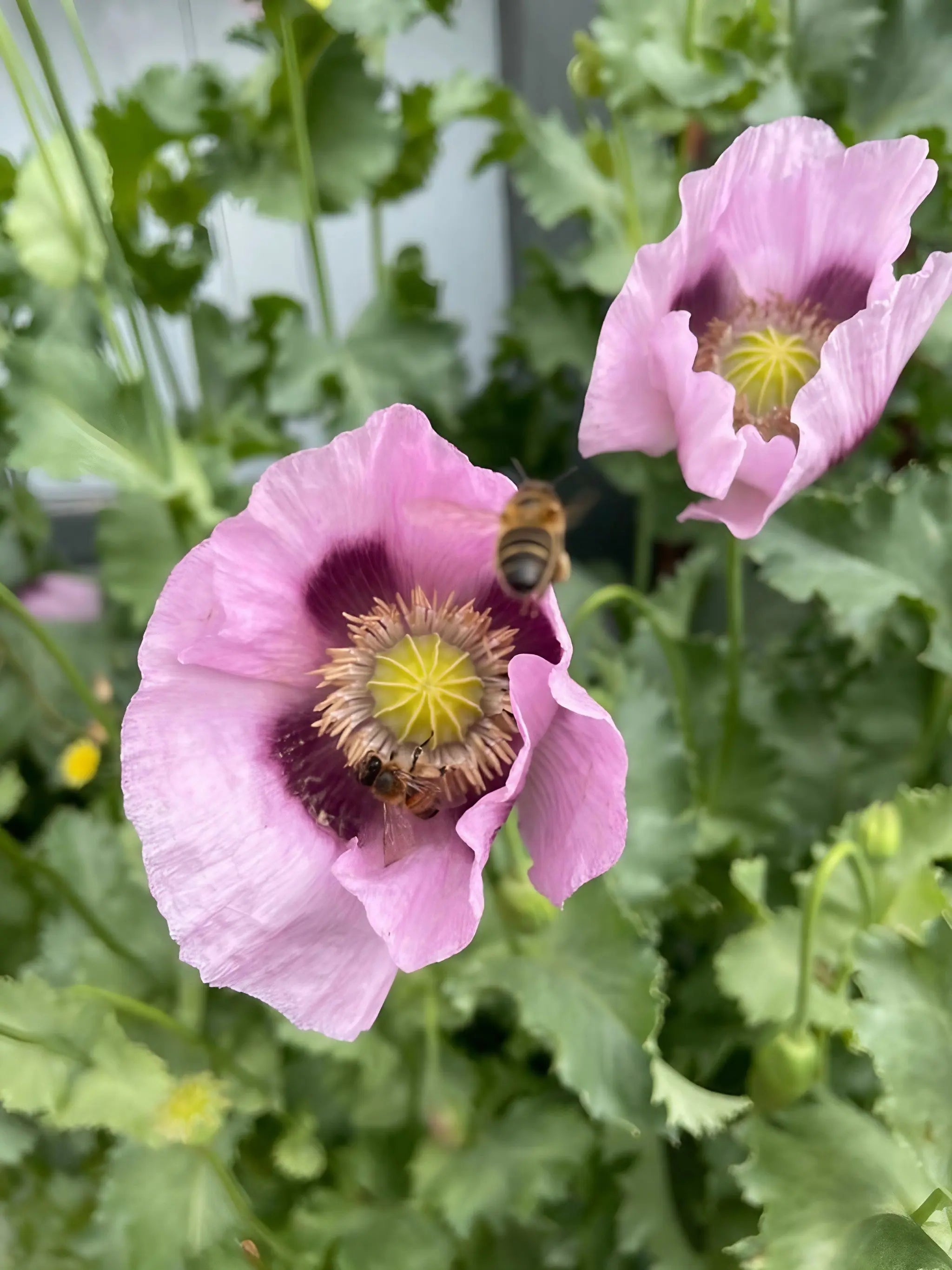 Poppy Hungarian Blue - REGN