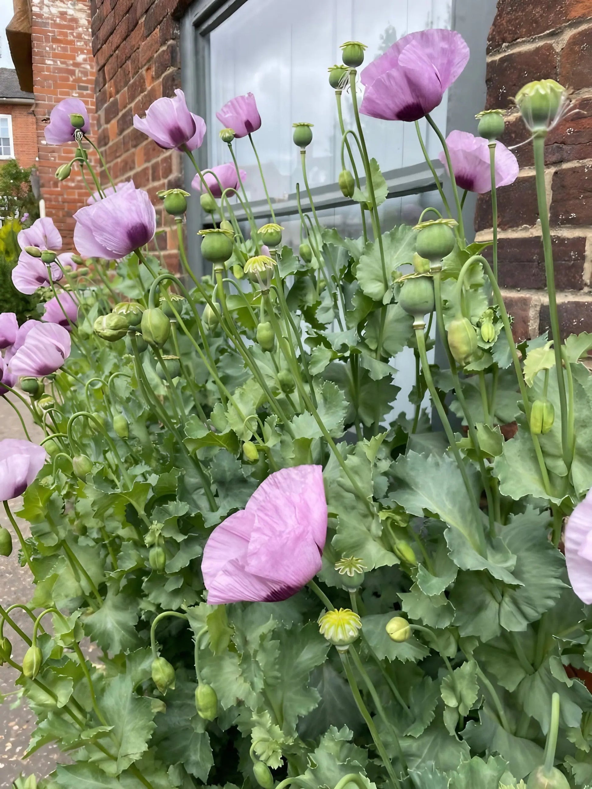 Poppy Hungarian Blue - REGN