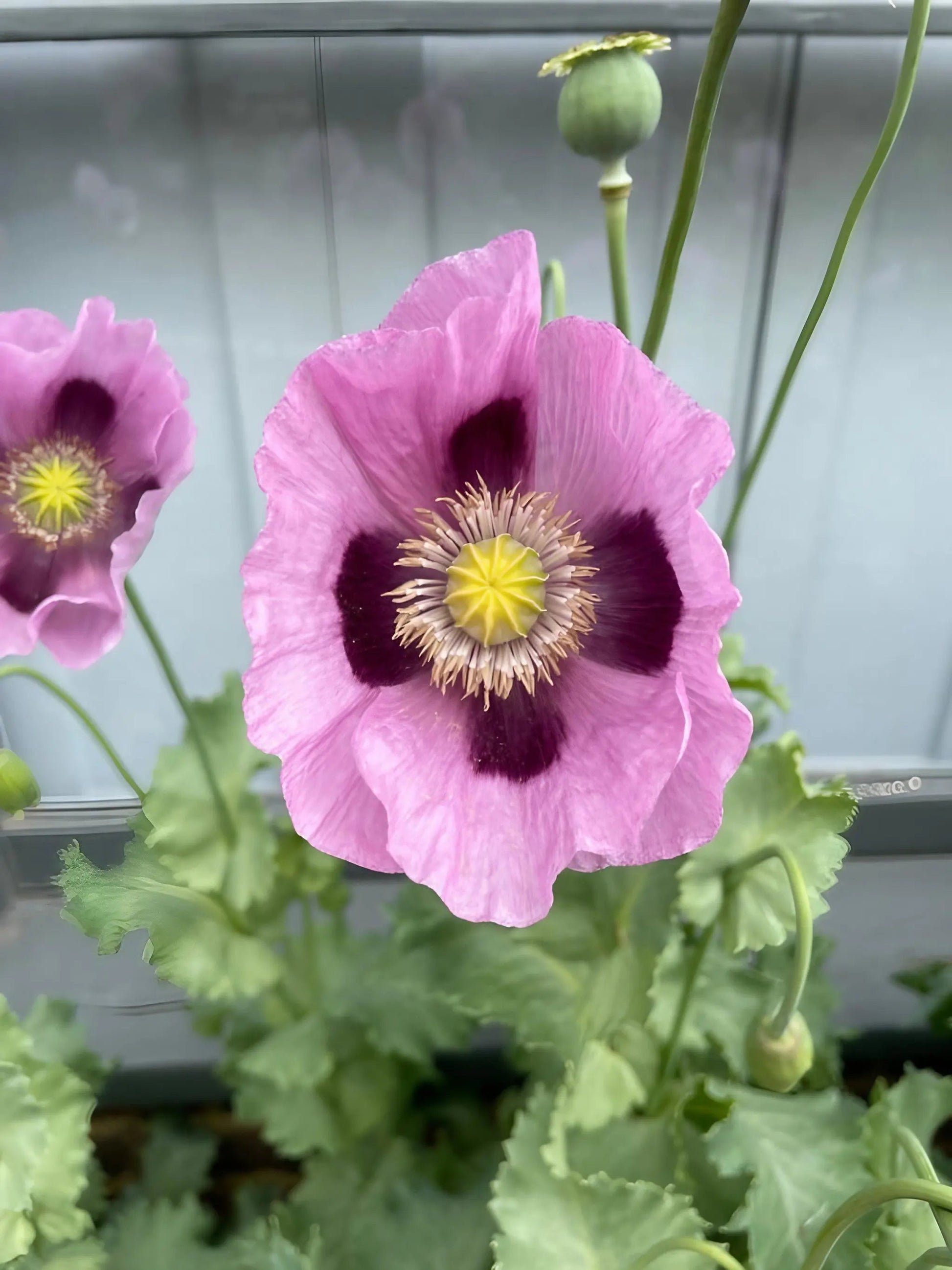 Poppy Hungarian Blue - REGN