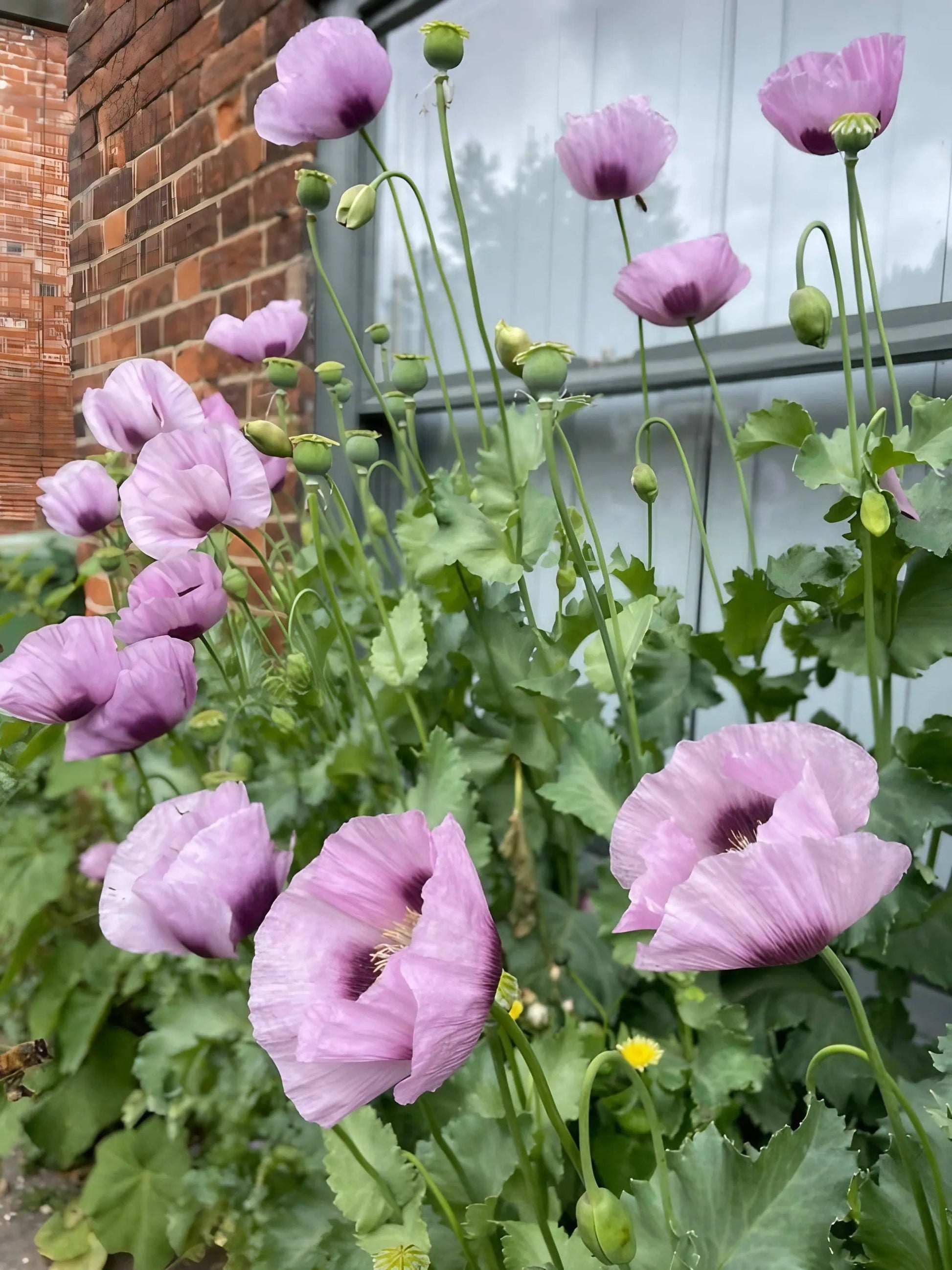 Poppy Hungarian Blue - REGN
