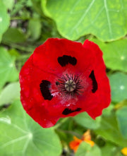 Poppy Ladybird - REGN