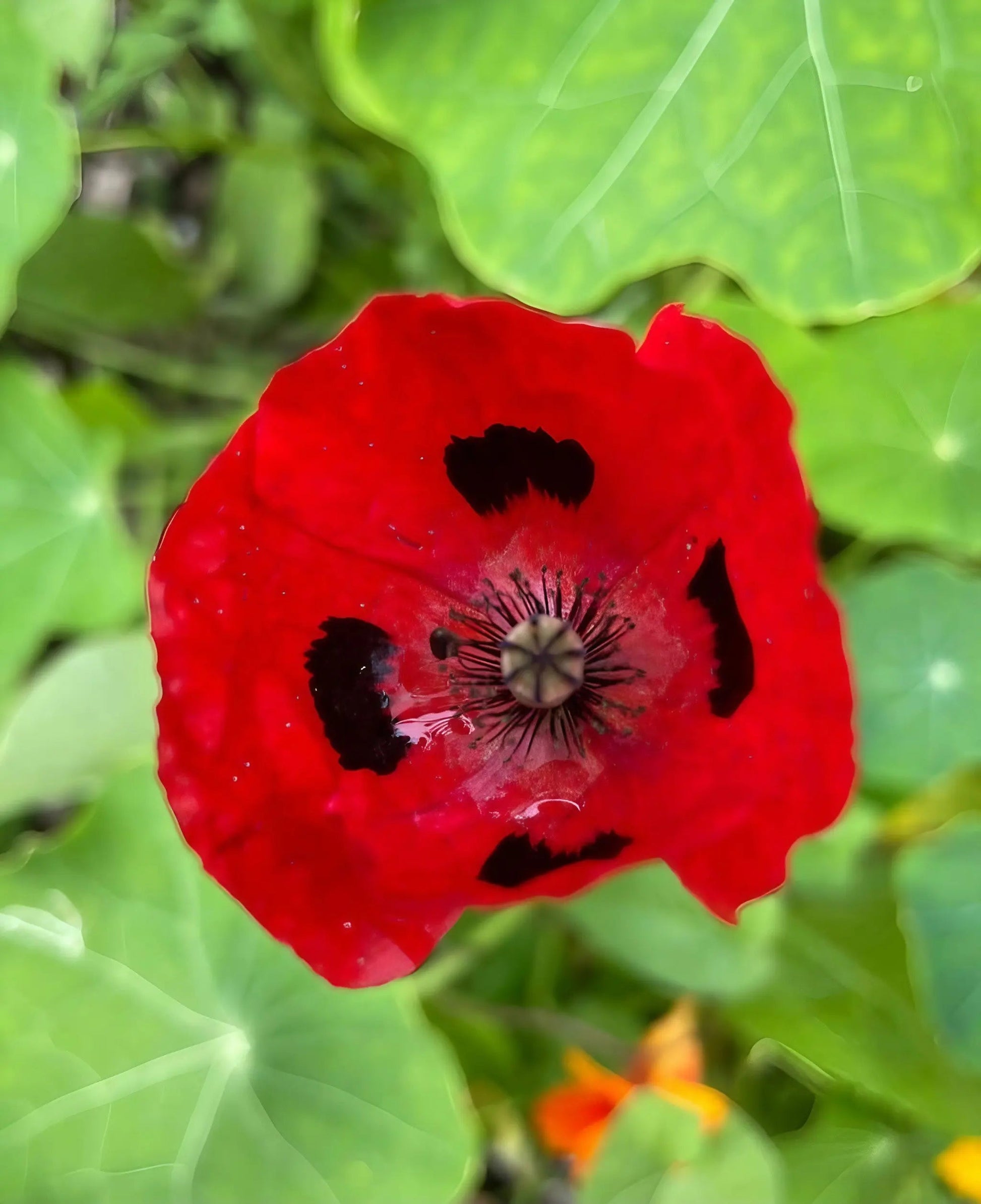 Poppy Ladybird - REGN