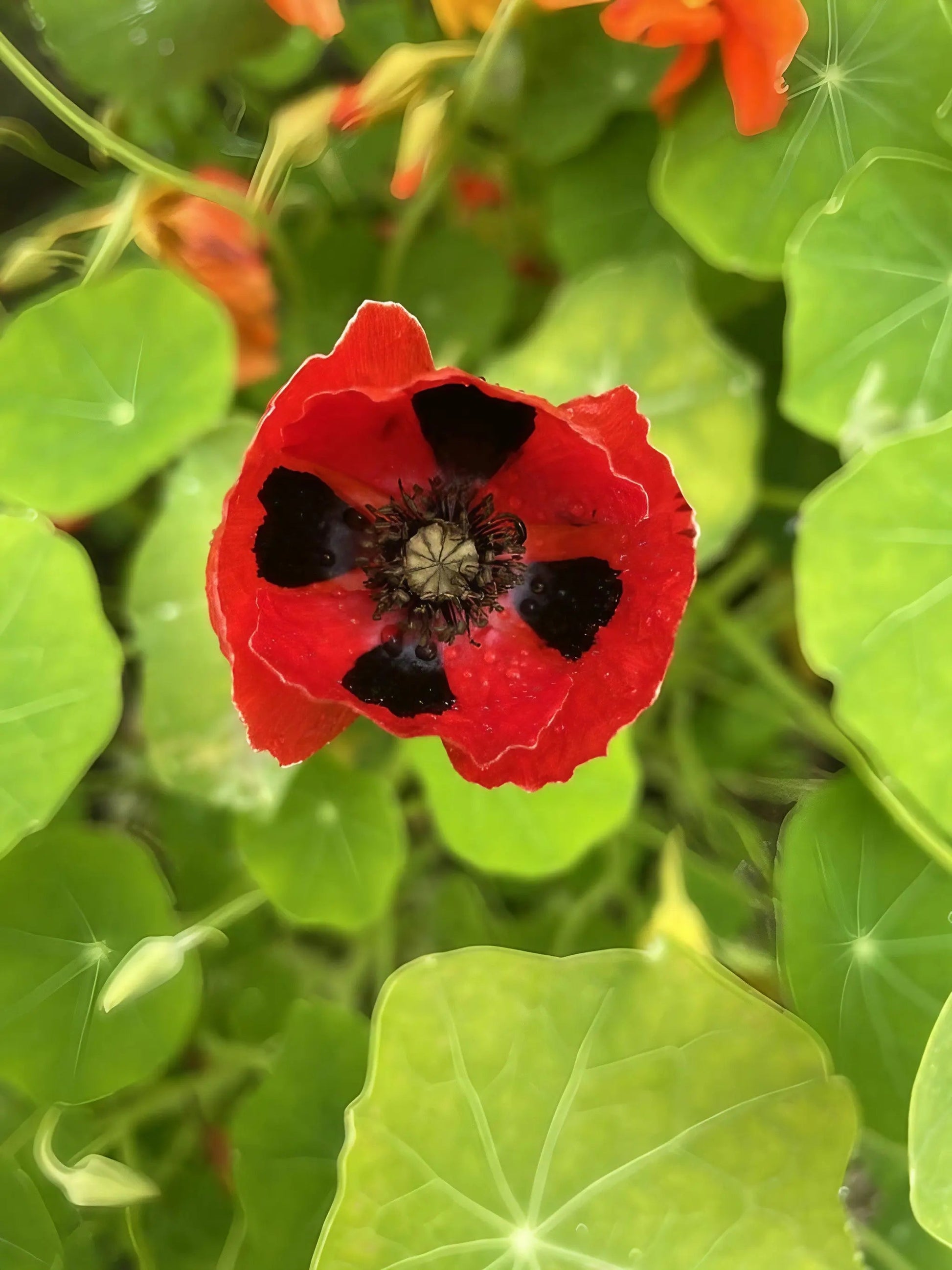 Poppy Ladybird - REGN