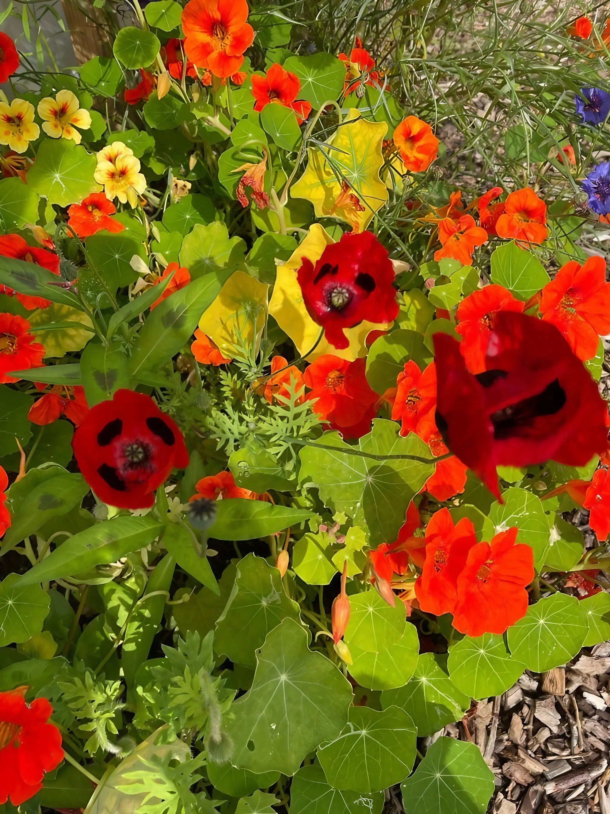 Poppy Ladybird - REGN