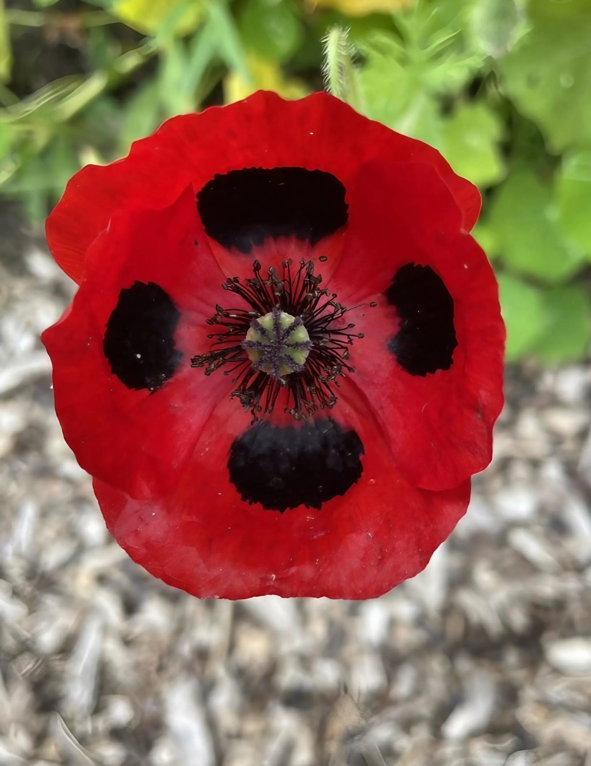 Poppy Ladybird - REGN