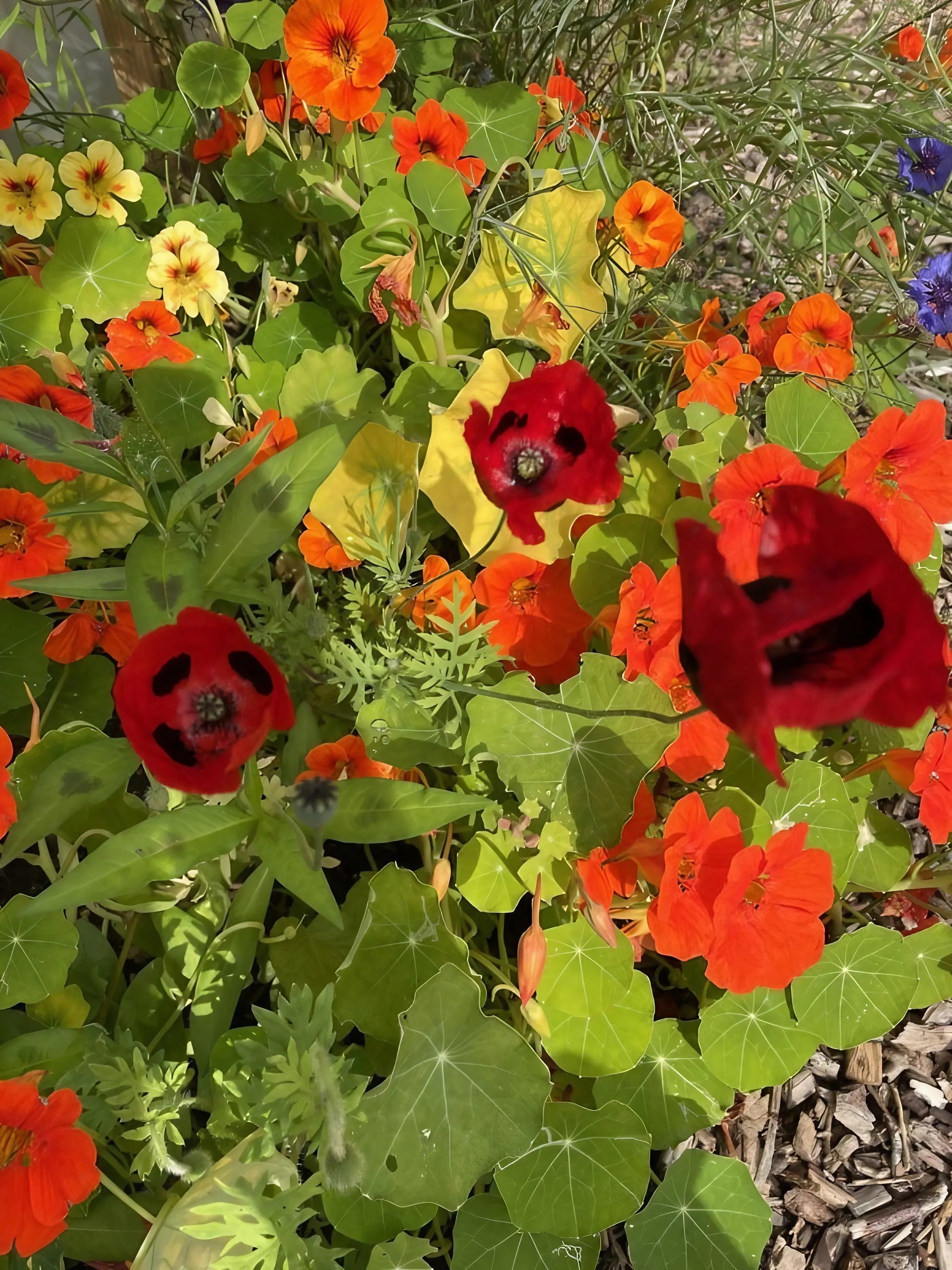 Poppy Ladybird - REGN