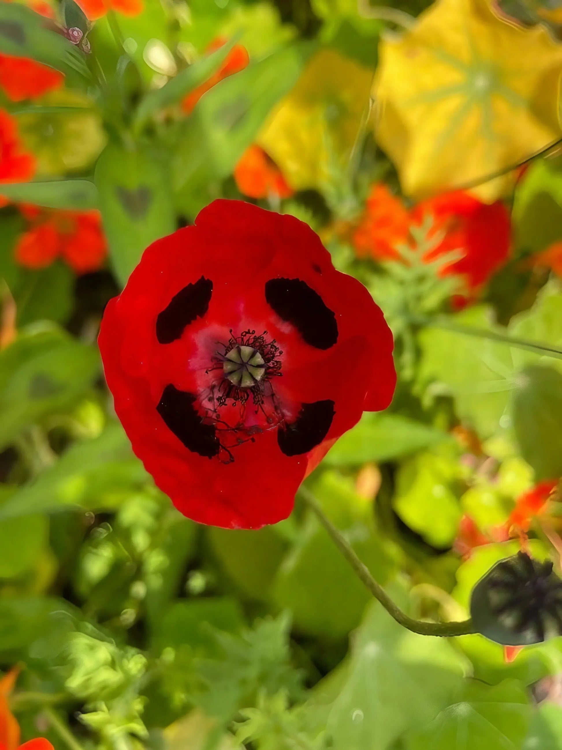 Poppy Ladybird - REGN