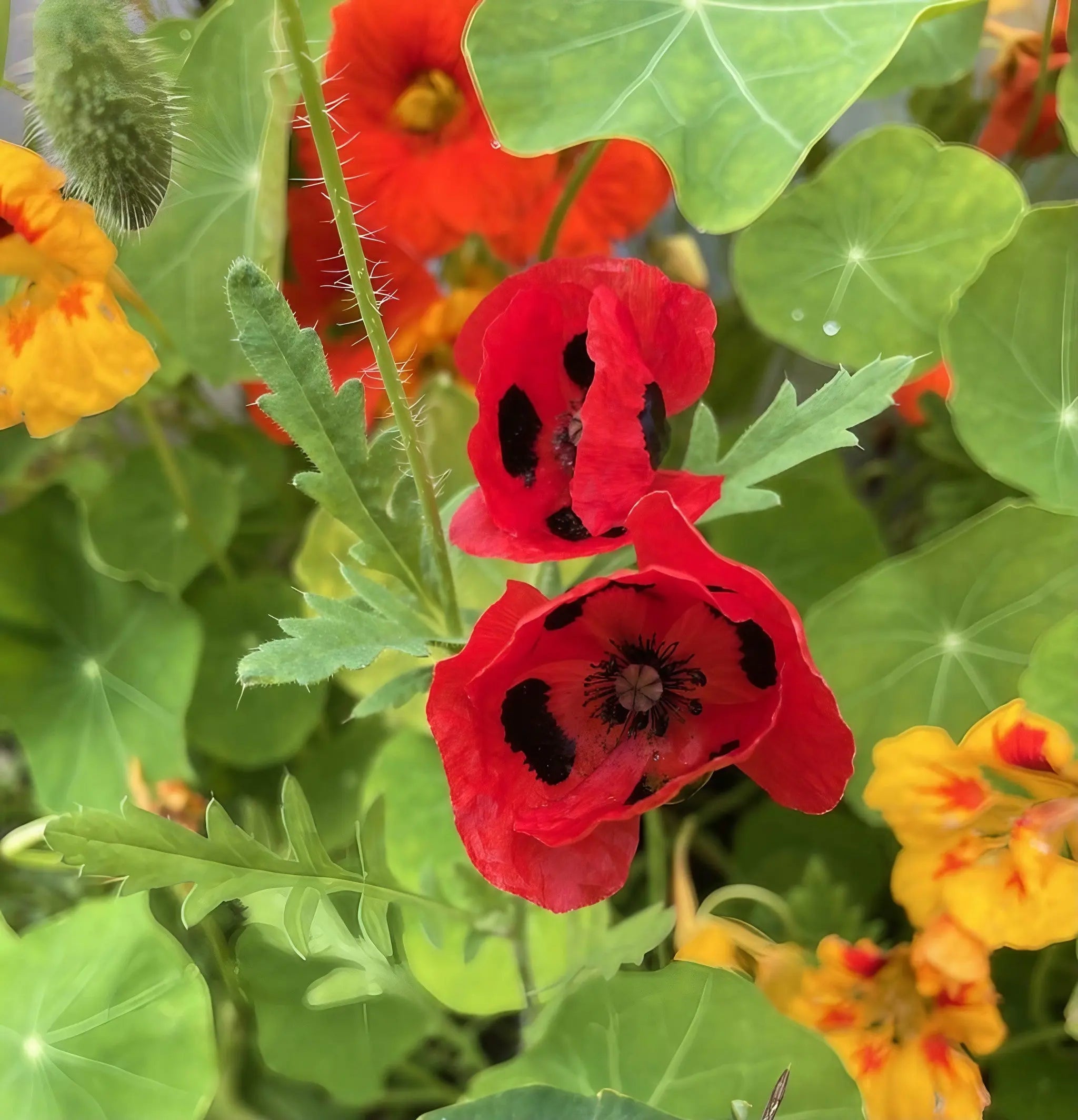 Poppy Ladybird - REGN