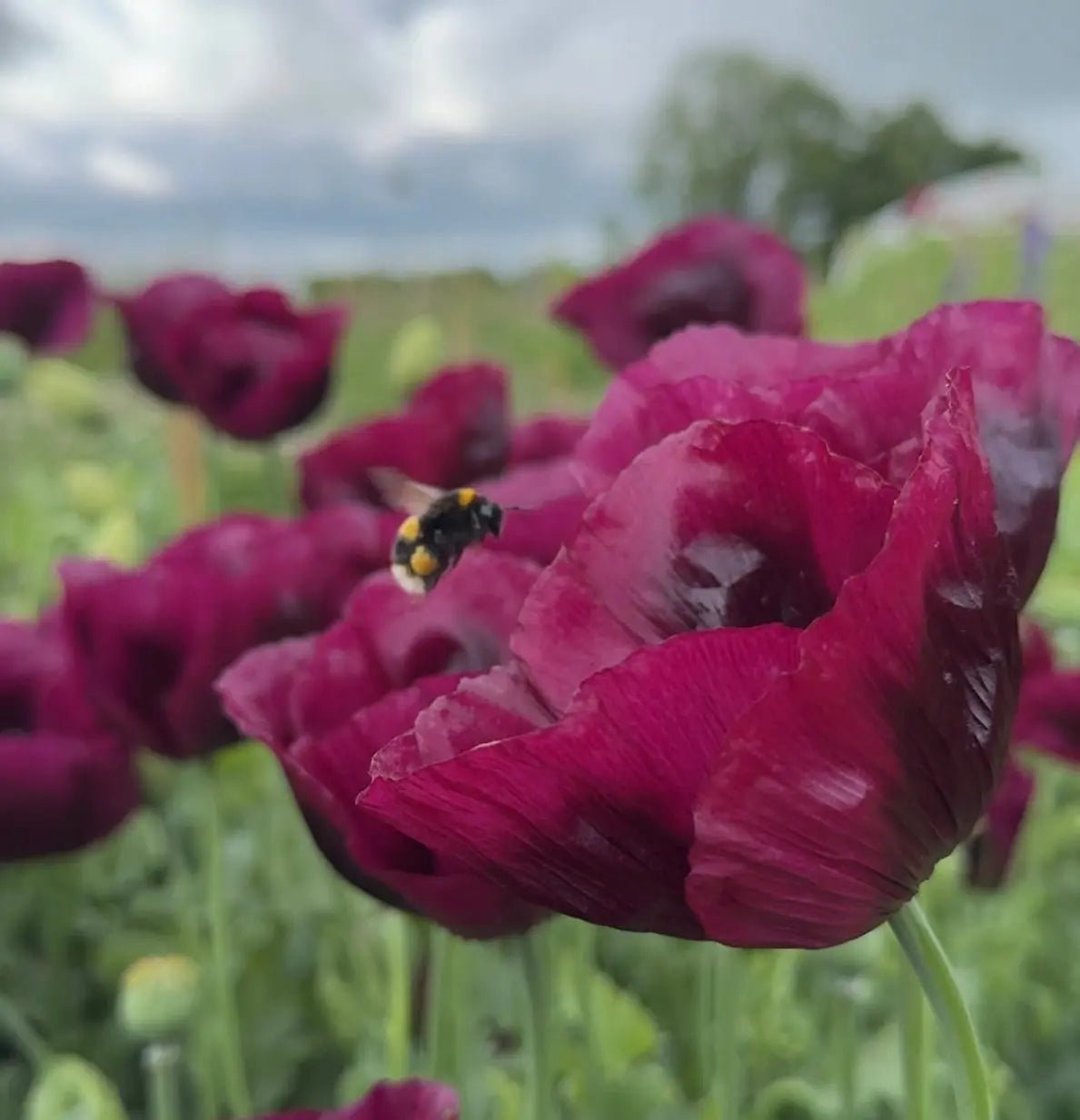 Poppy Laurens Grape - REGN
